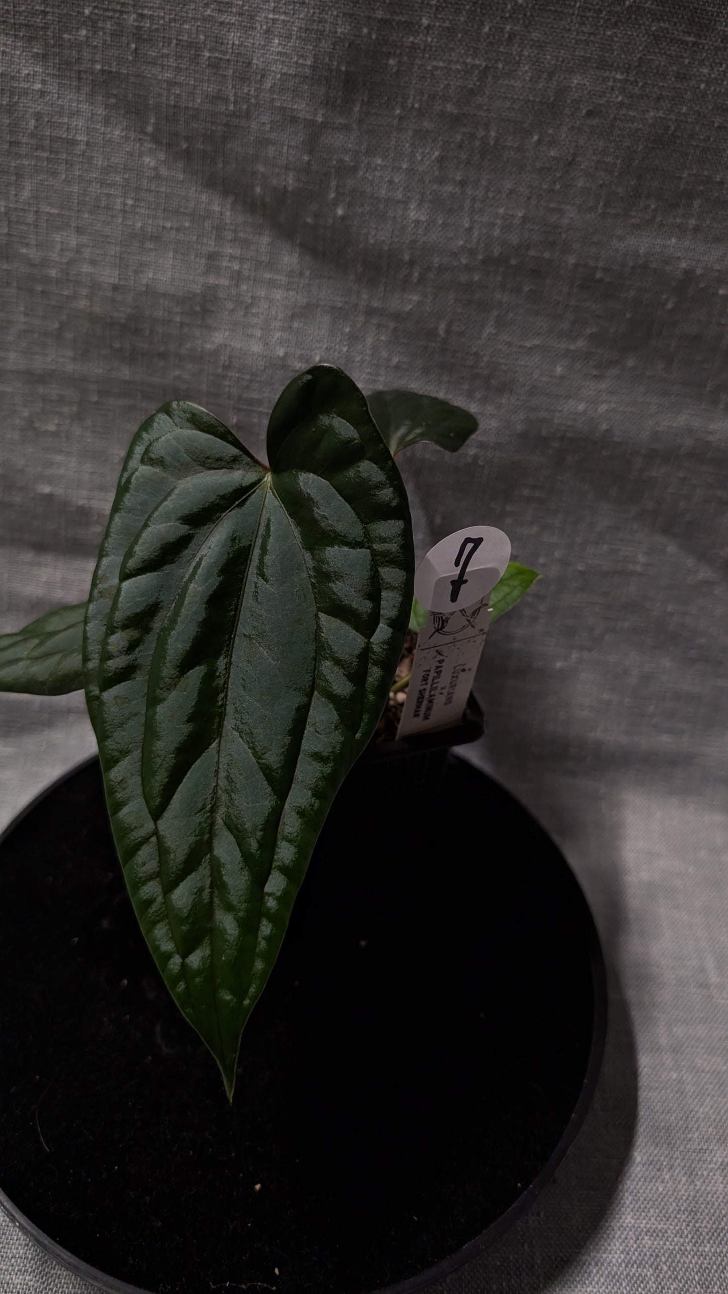Anthurium Luxurians x Papillilaminum 'Fort Sherman'