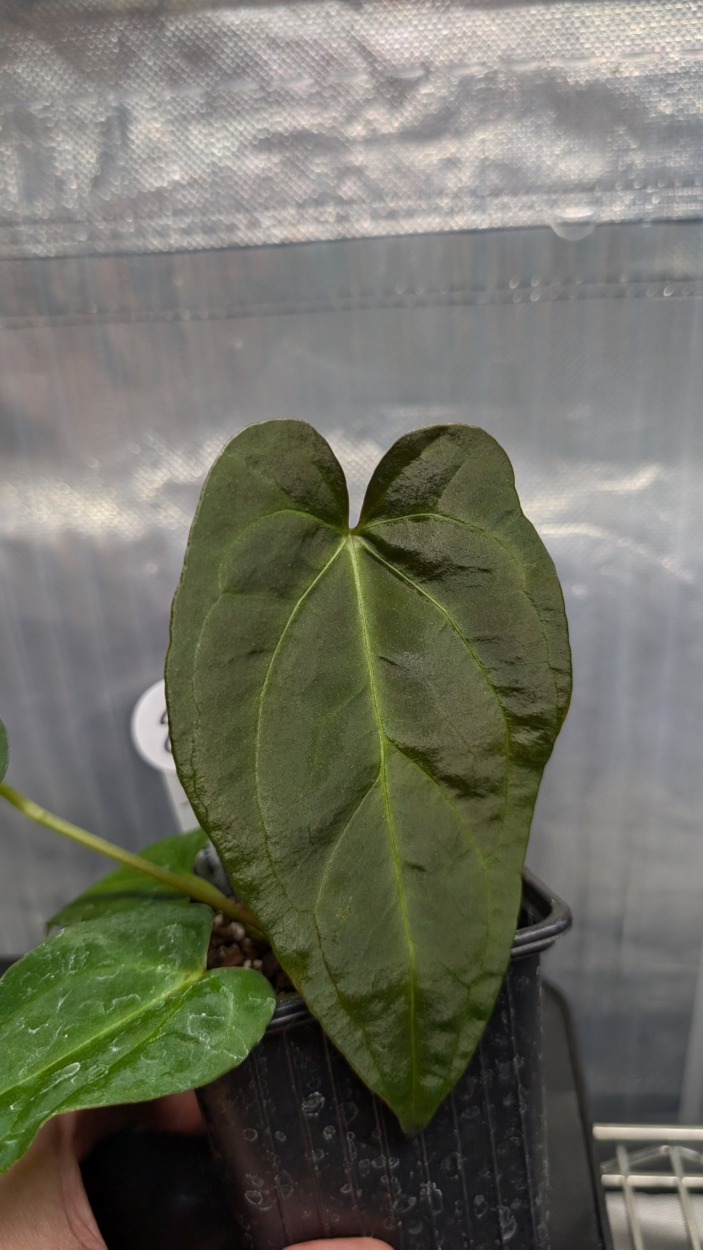 Anthurium Silver Blush Mint variegated x Papillilaminum 'Daniel'