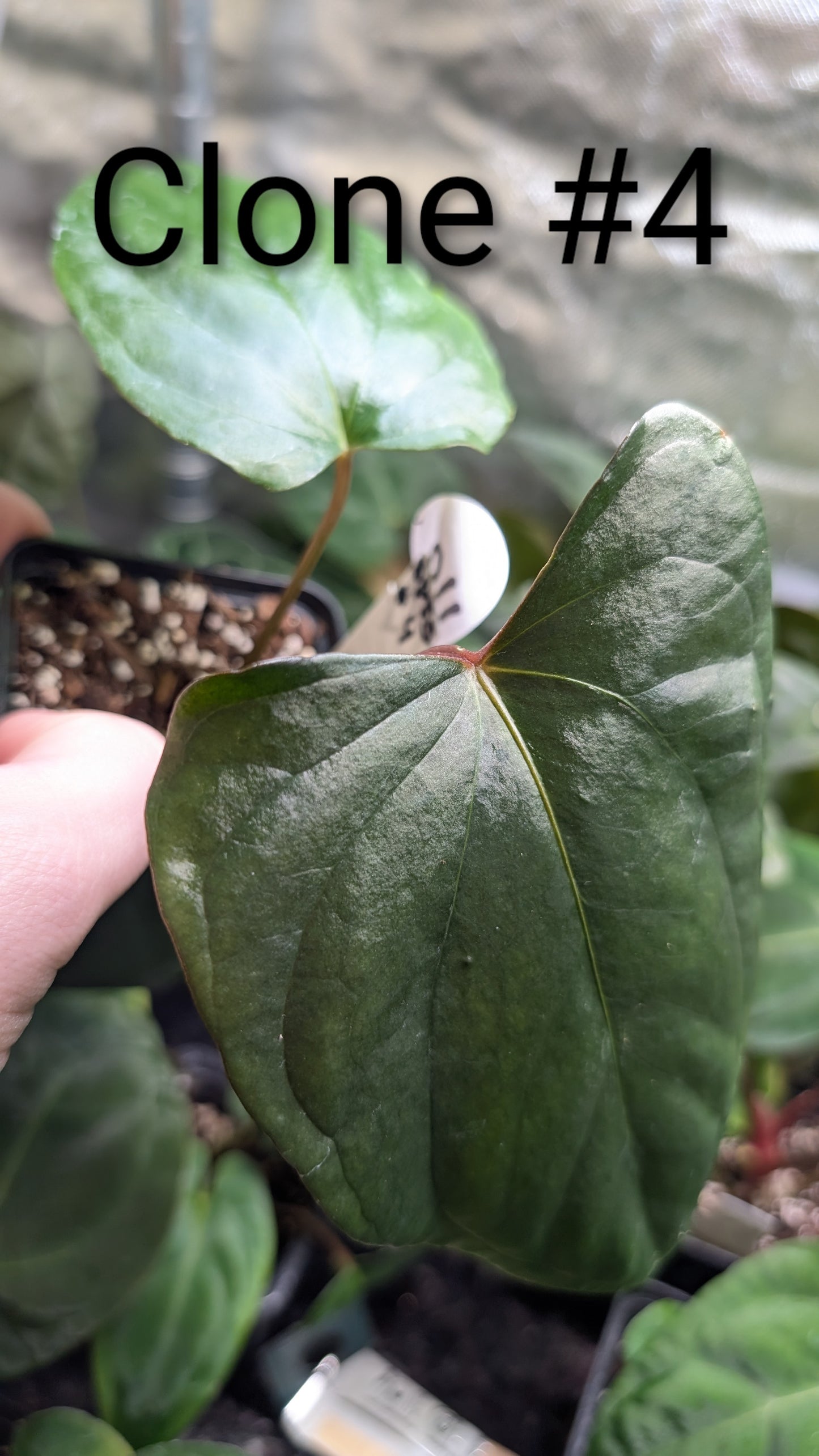 Anthurium Sp. Silver Peru Wide Sinus x Papillilaminum 'Fort Sherman'
