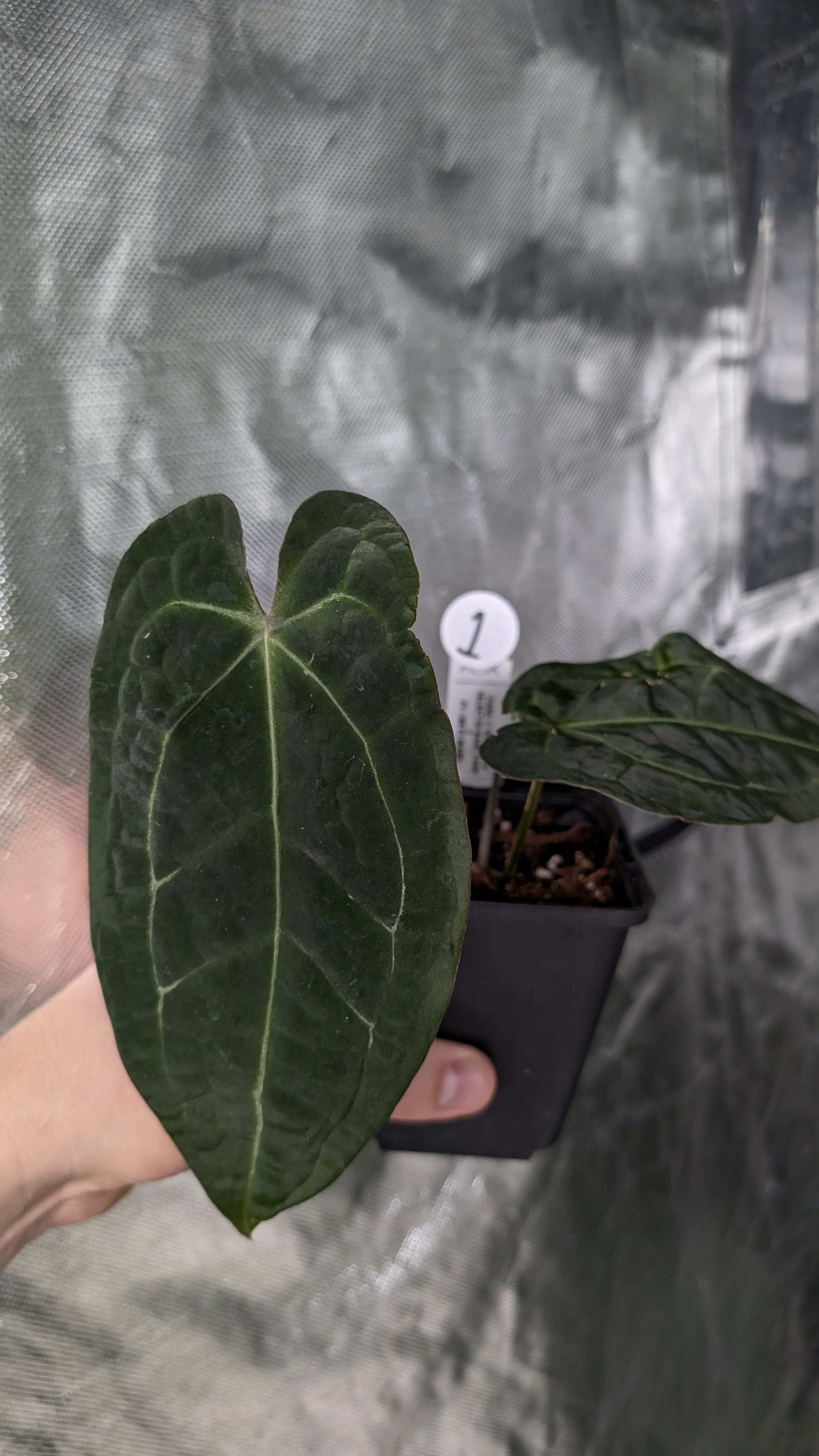 Anthurium Doc Block Zara x Michelle 'selected dark form' x