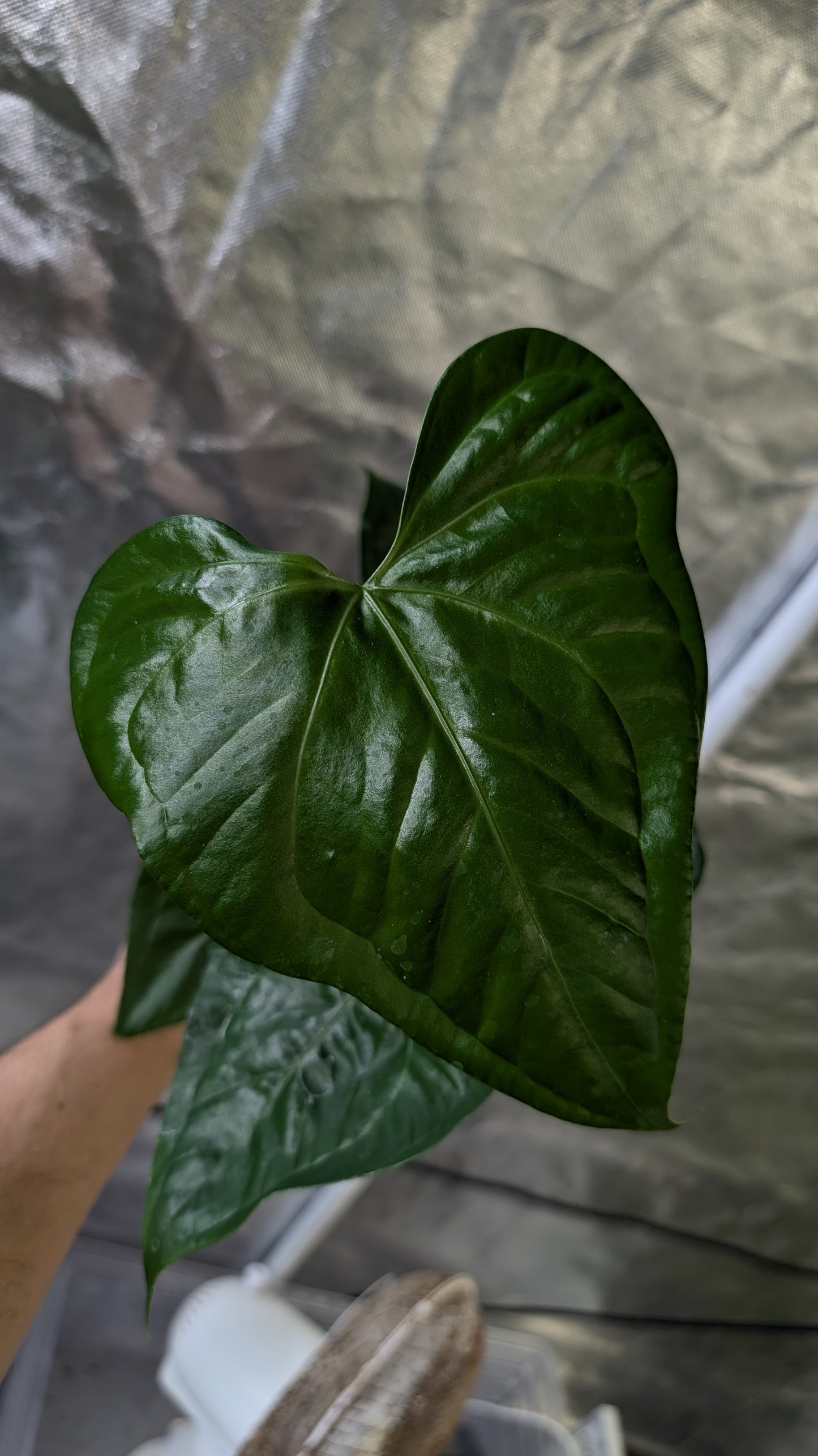 Anthurium Pterodactyl x self