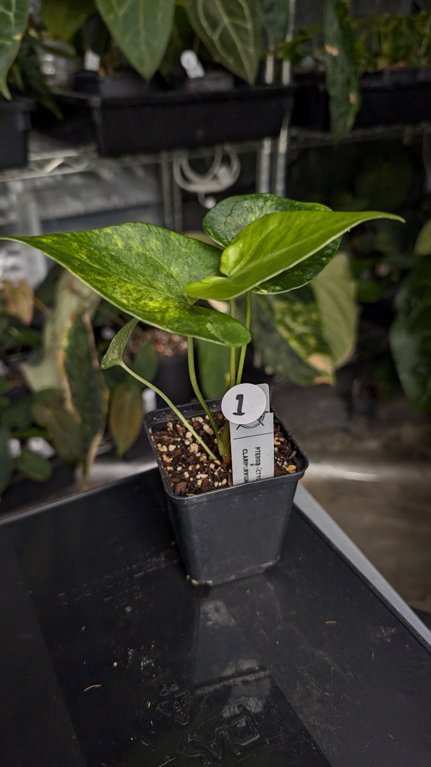 Variegated Anthurium Pterodactyl variegata x Clarinervium