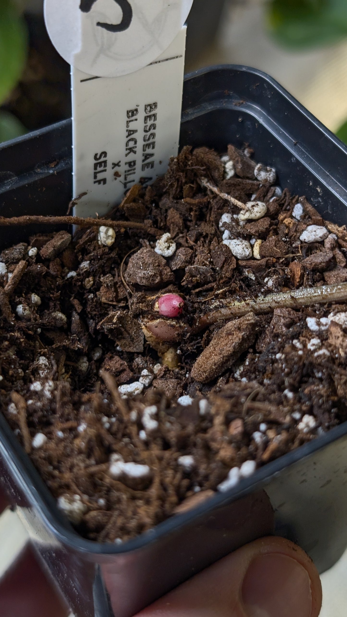 Anthurium Besseae aff. 'Black Pillow'