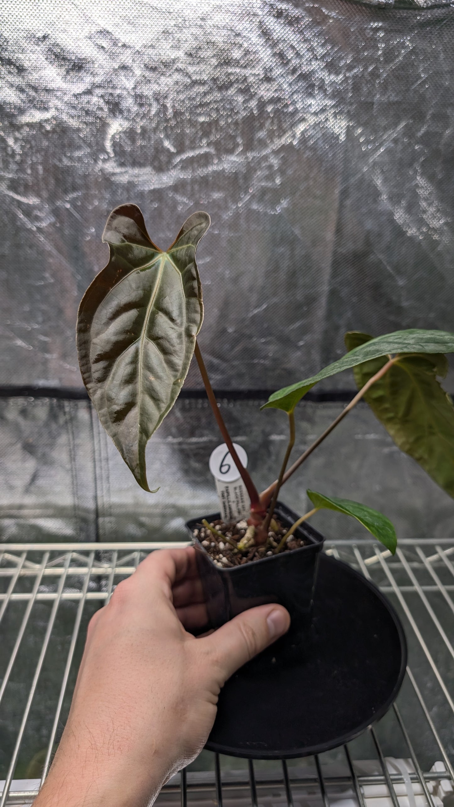 Anthurium Besseae aff 'Black Pillow' x Papillilaminum 'Fort Sherman' seedlings