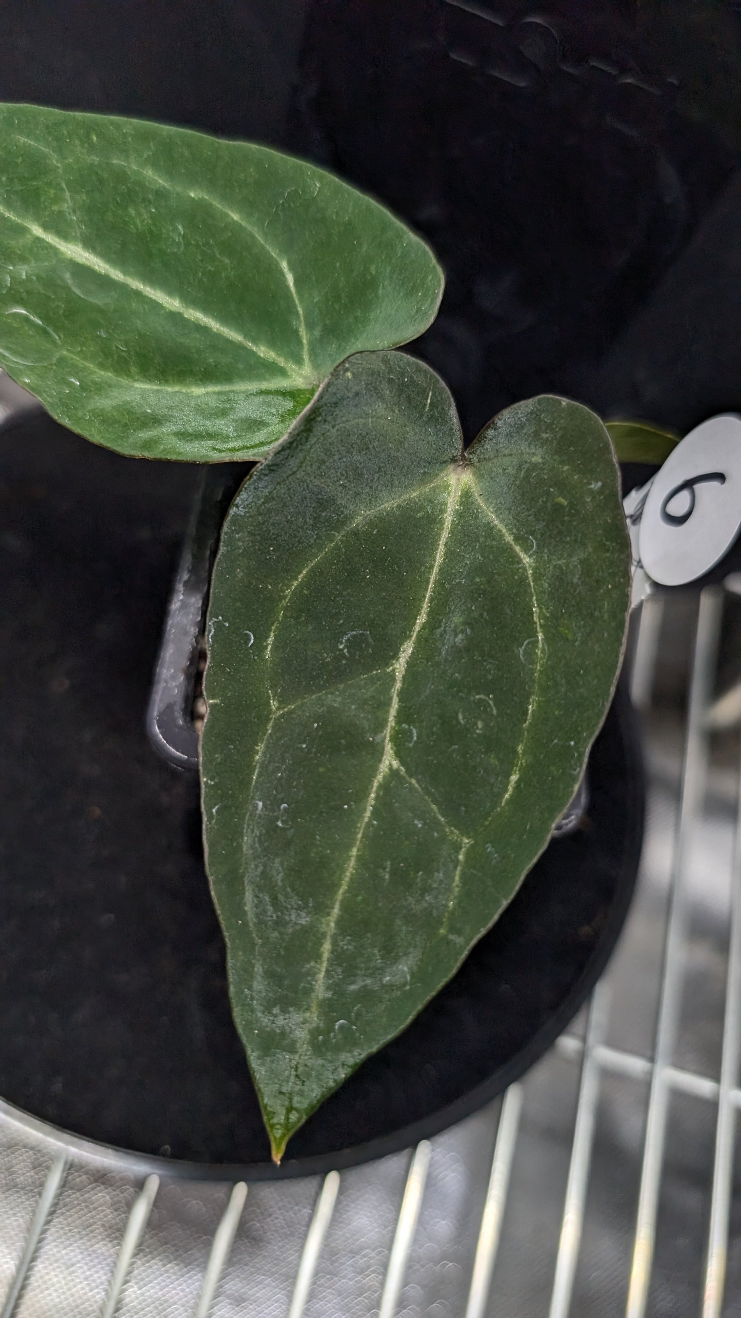 Anthurium Ace of Spagetii F2 (Ace of Spades x Forgetii) F2
