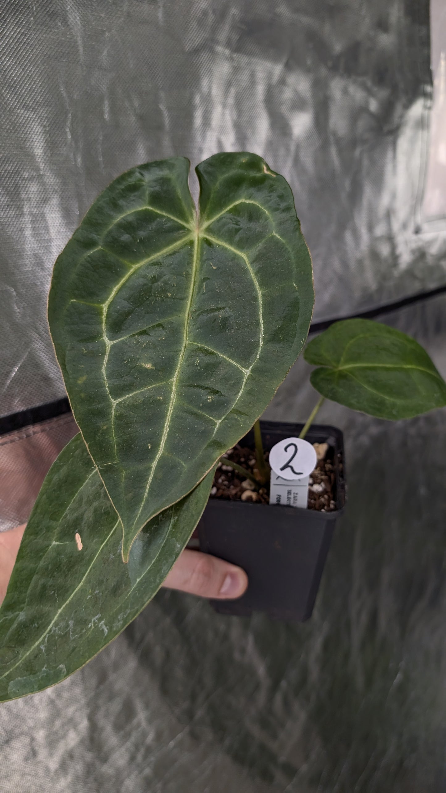 Anthurium Doc Block Zara x Michelle 'selected dark form' x Forgetii Dark