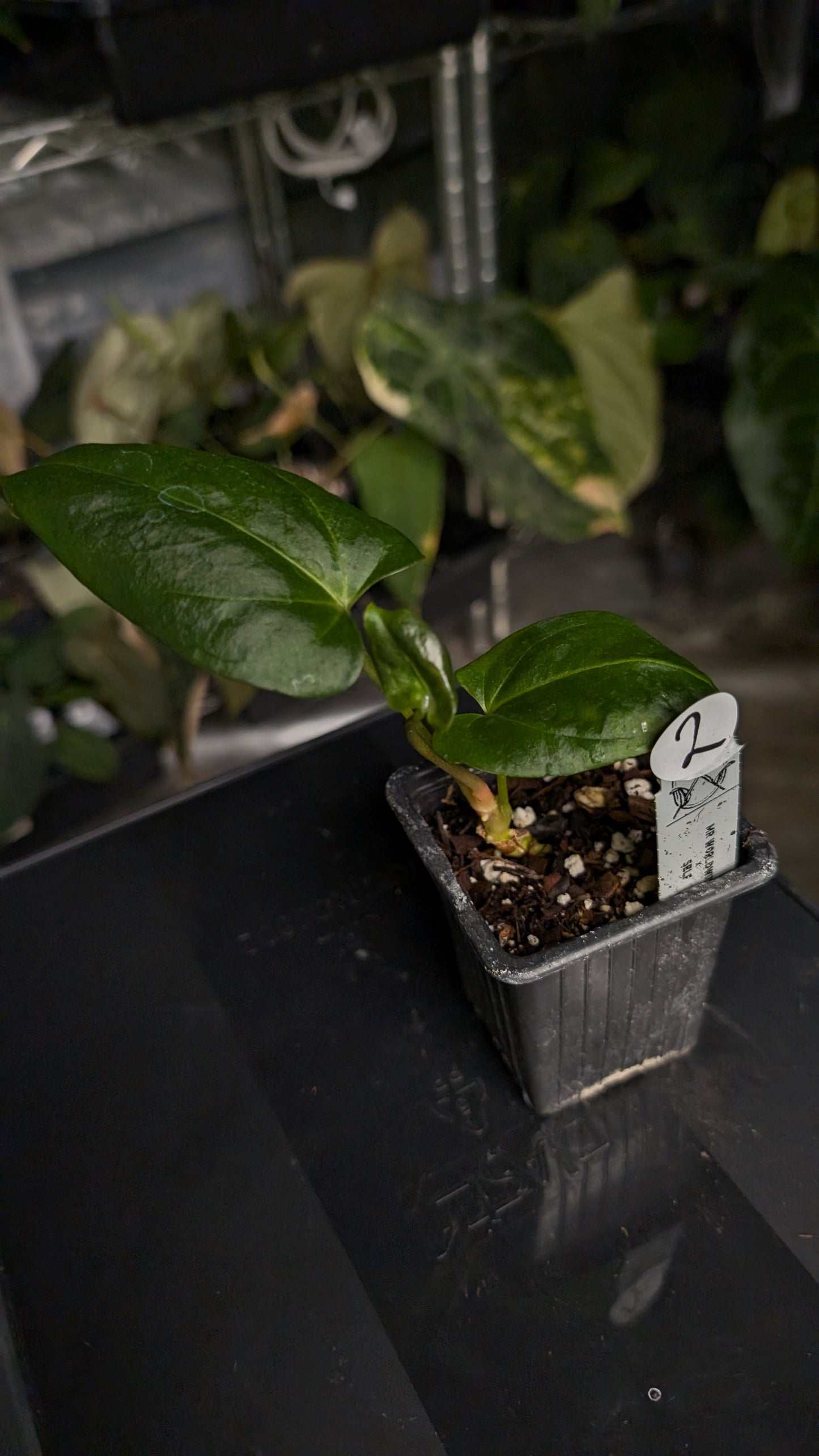 Anthurium 'Mr Worldwide' x self