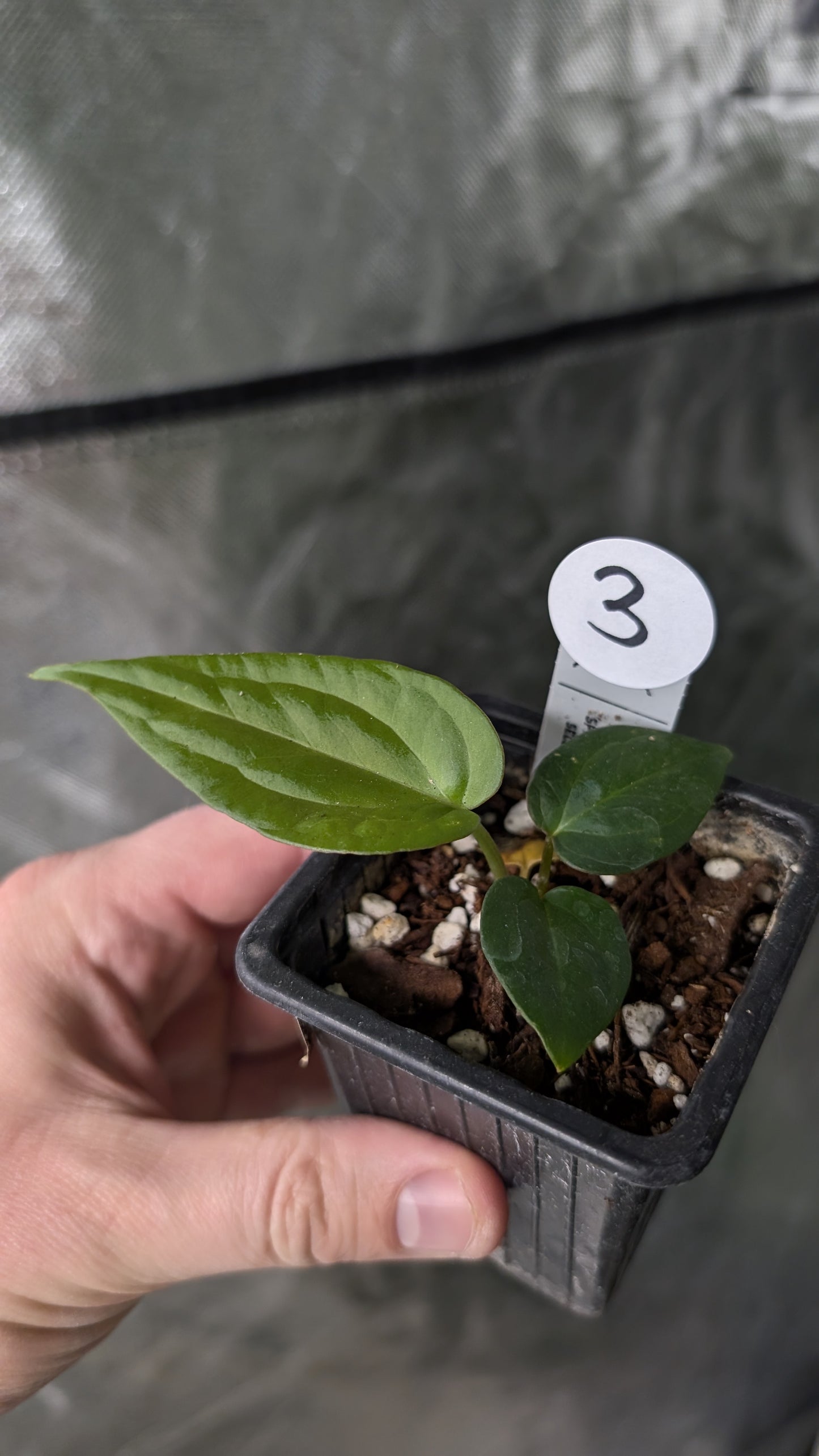 Anthurium Silver Blush Mint x Sp. Napo x Luxurians