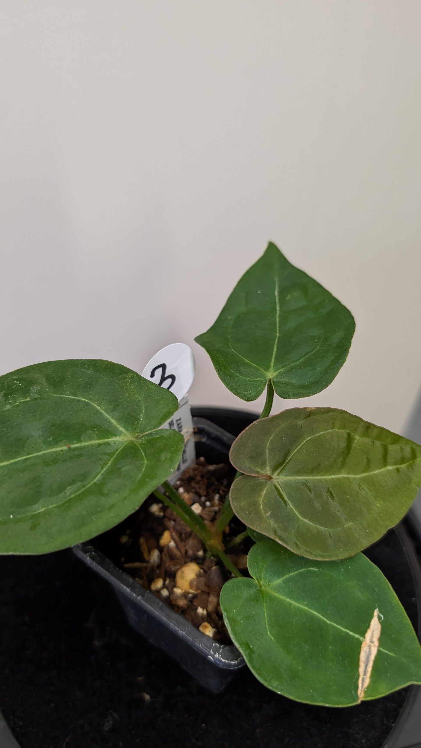 Anthurium Doc Block Zara x Michelle 'selected dark form' x Forgetii Dark