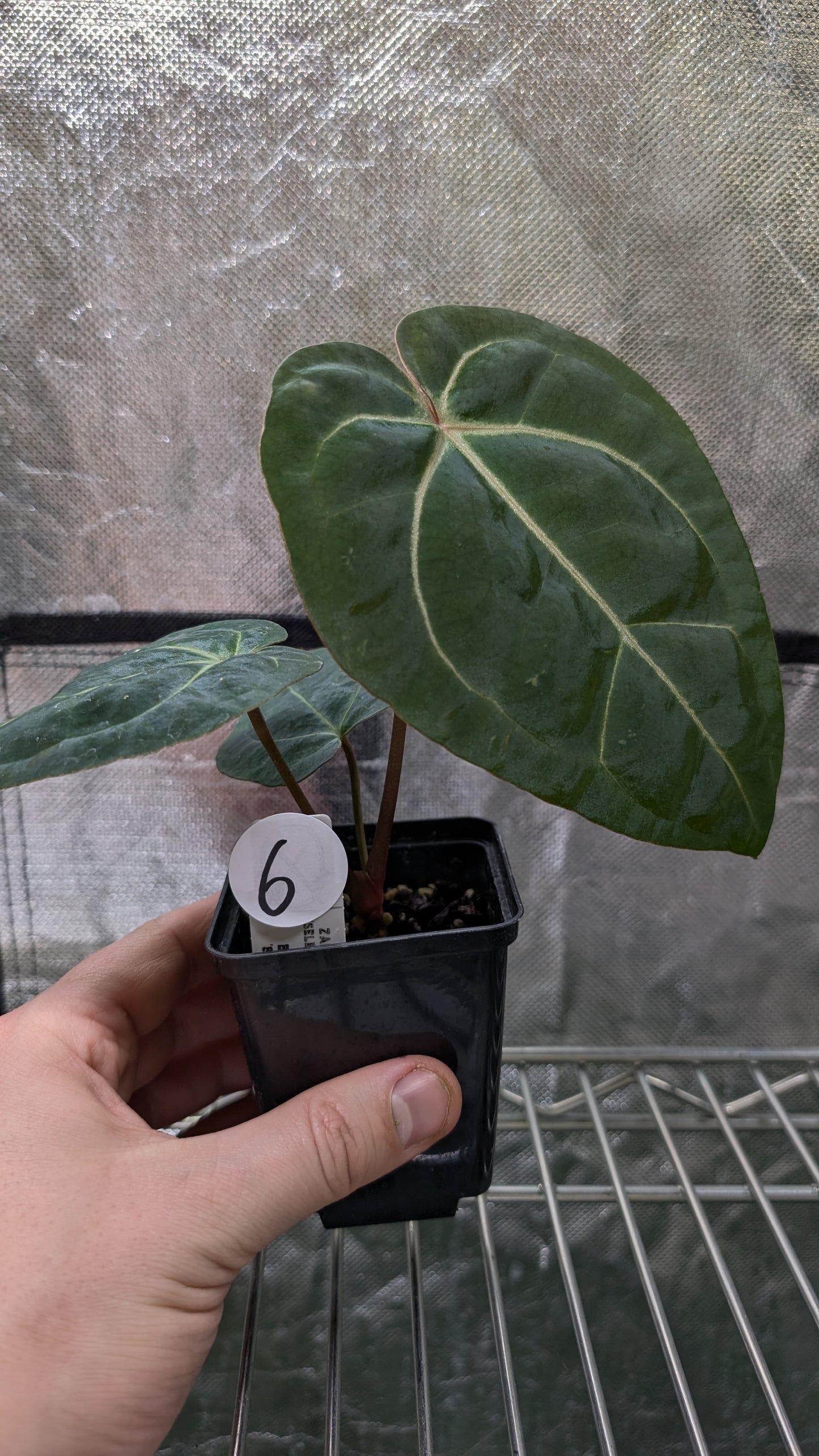 Anthurium Doc Block Zara x Michelle 'Selected Dark Form' x Besseae aff. 'Black Pillow'