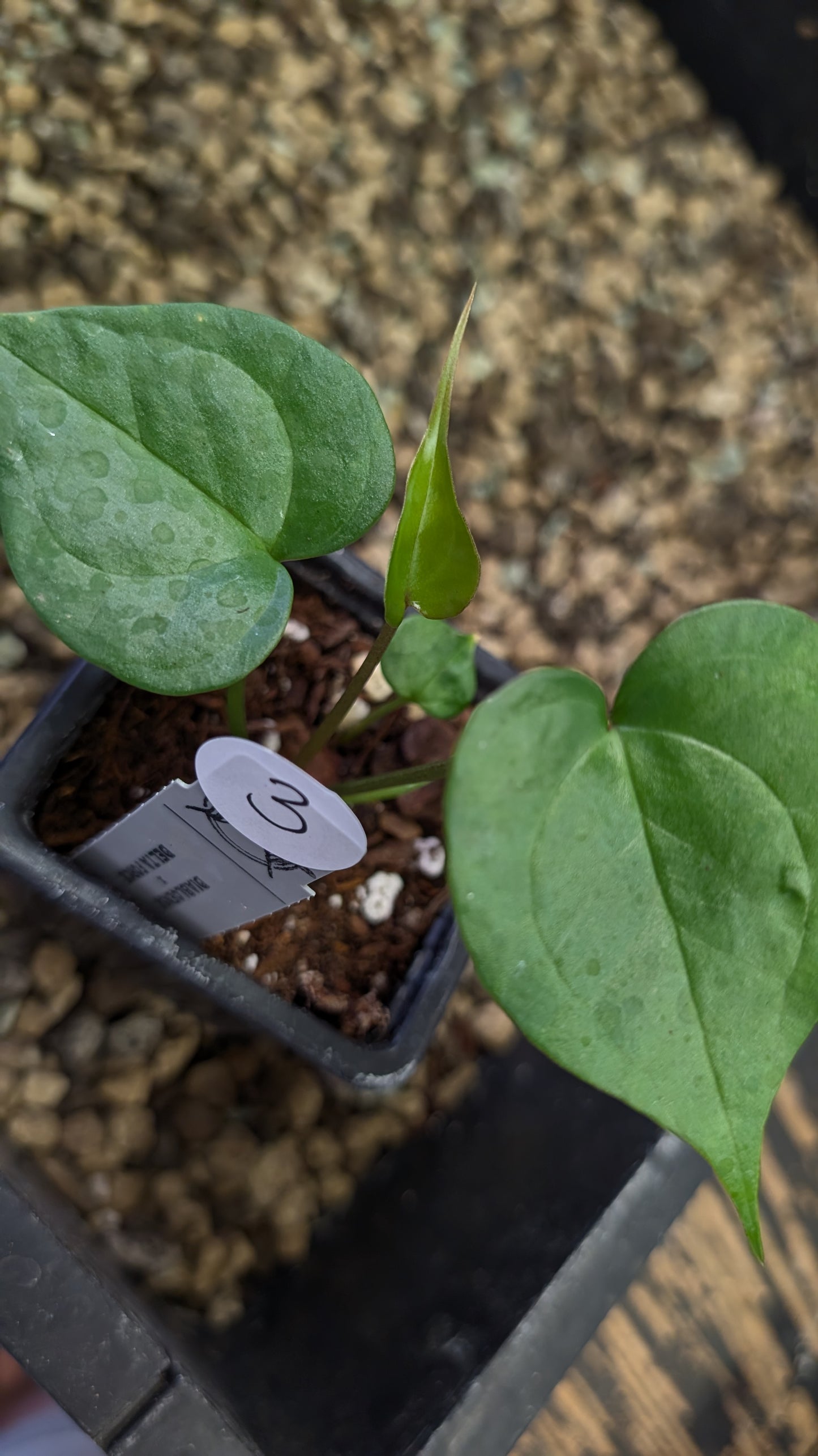 Anthurium Diabloense 'narrow' x Delta Force