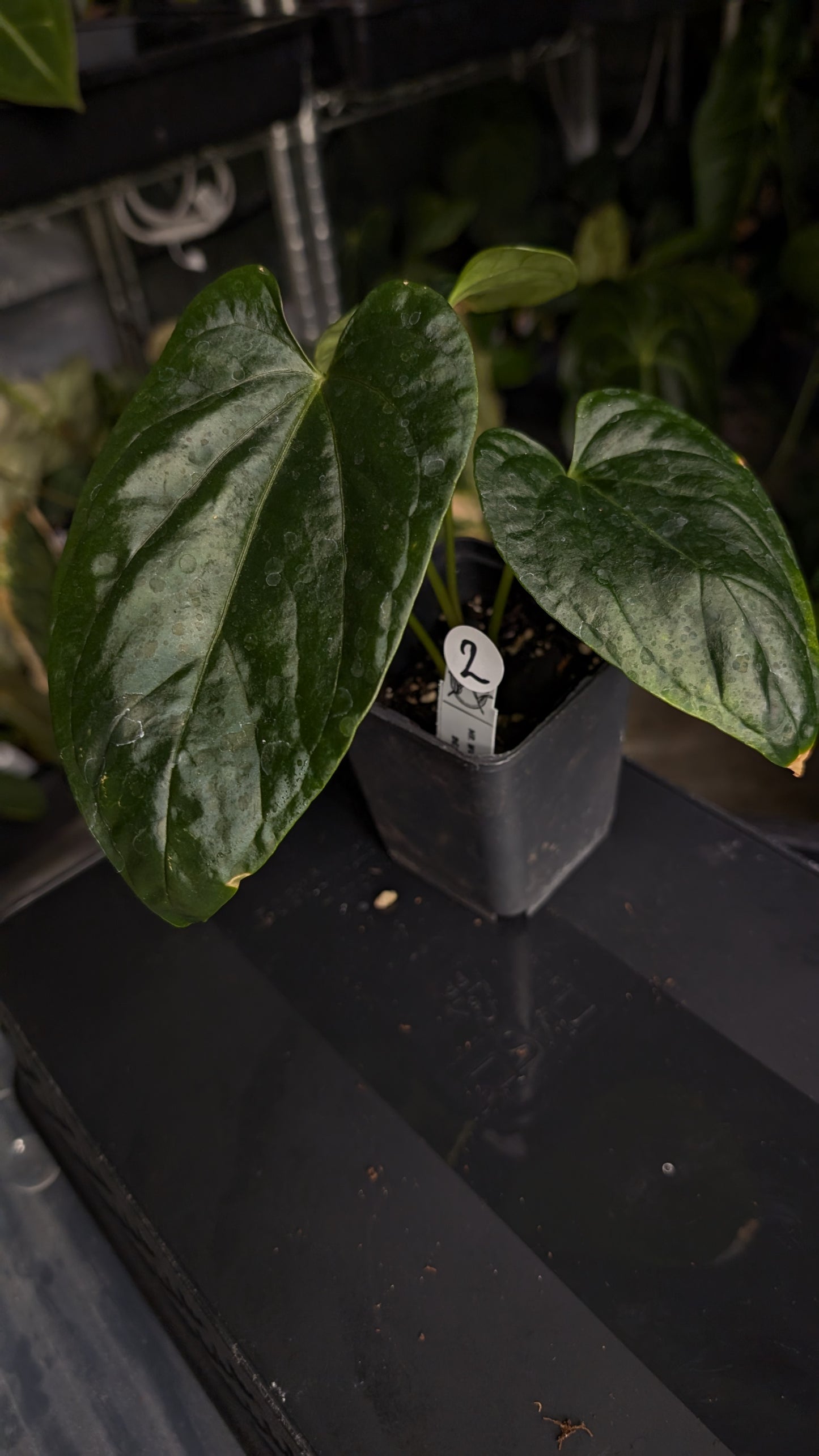 Anthurium Mr Worldwide x Debile (also sometimes called Debilis)