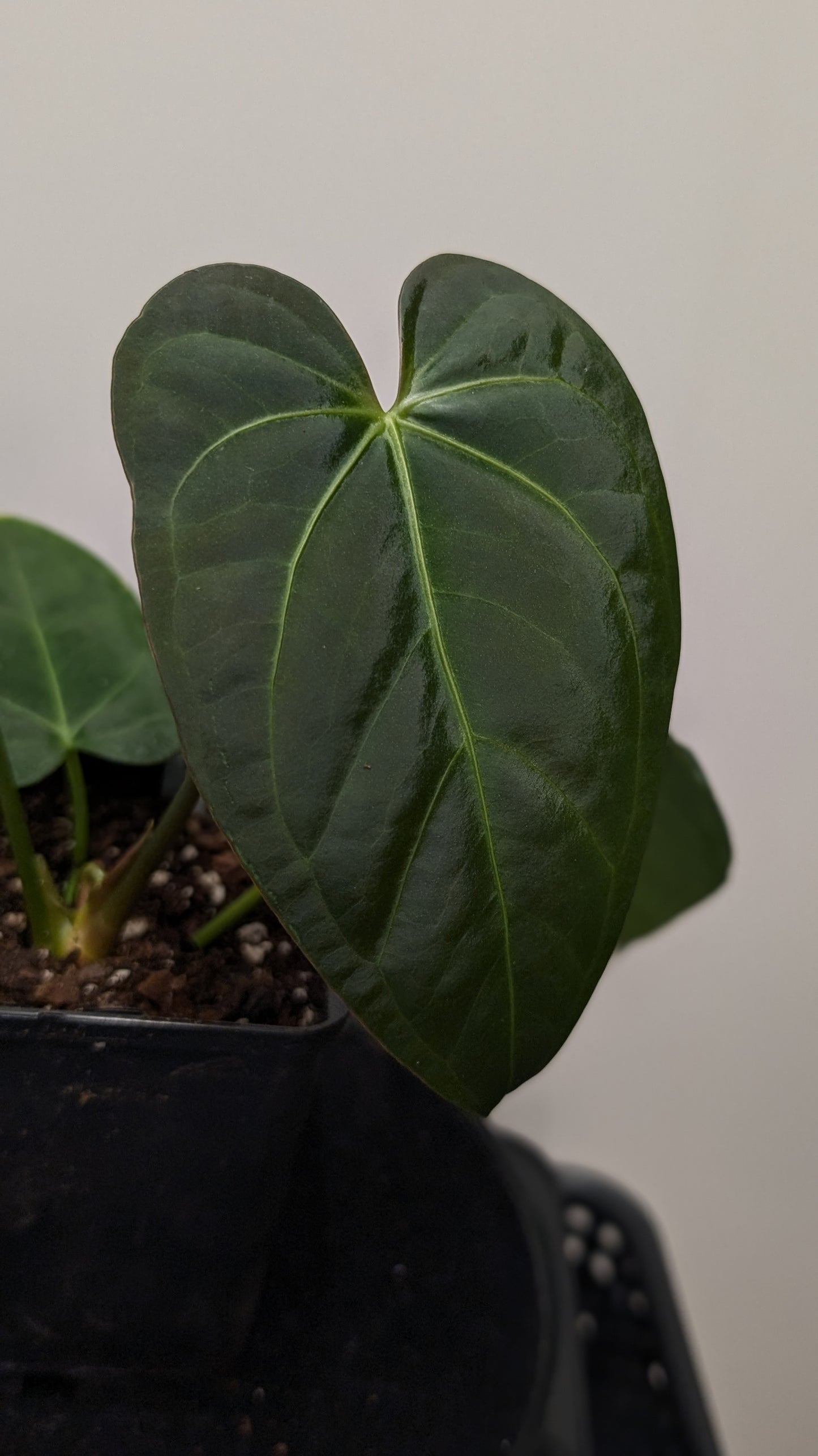 Anthurium Regale 'Dream Catcher' x Mr. Worldwide