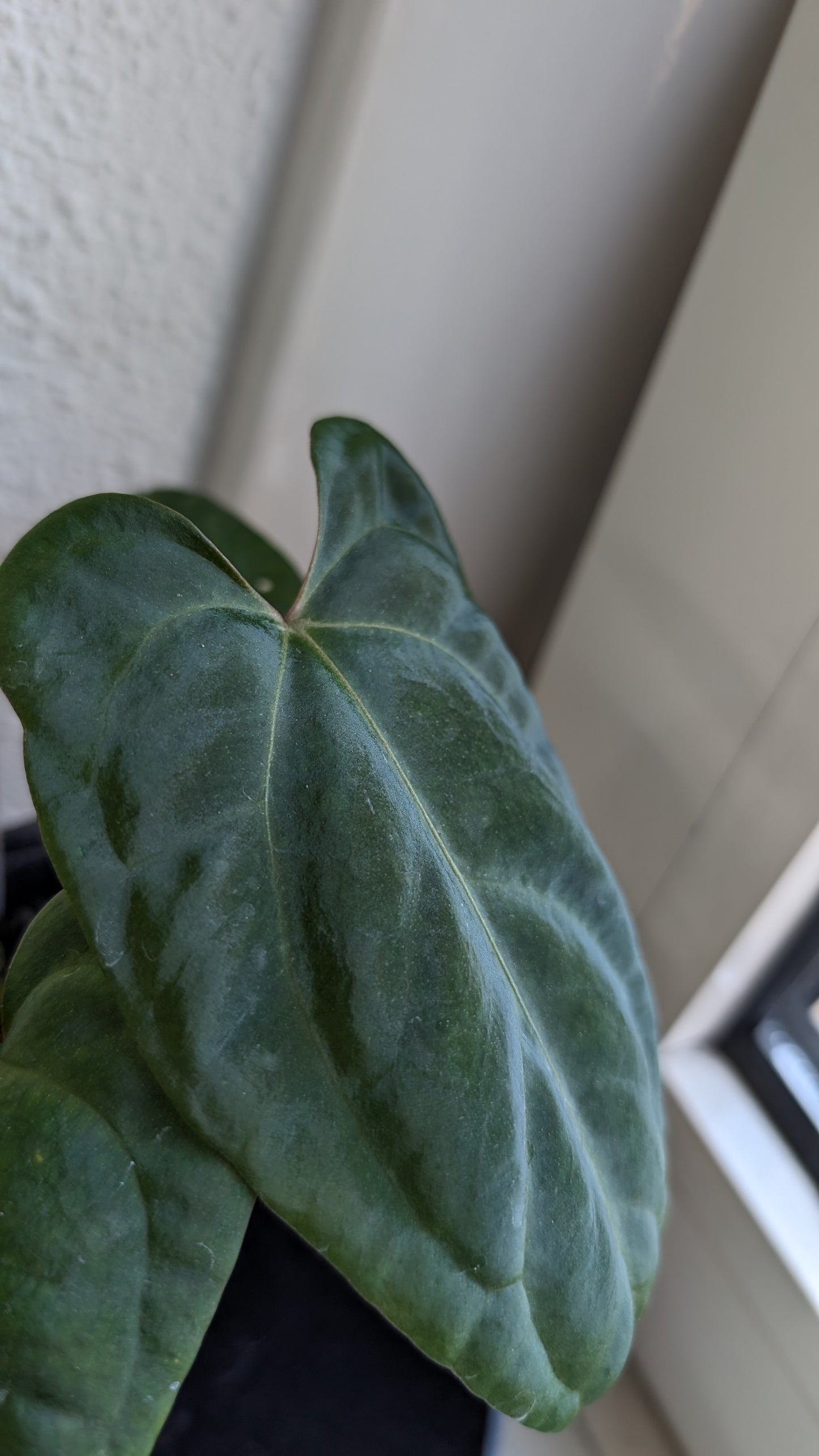 Anthurium Besseae aff 'Black Pillow' x Papillilaminum 'Fort Sherman' seedlings