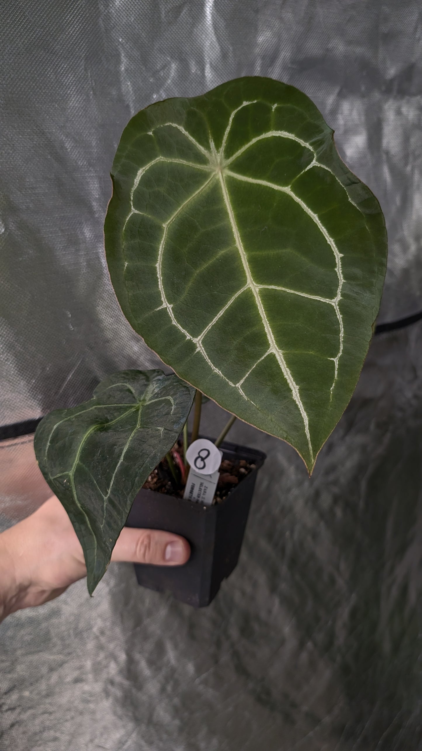 Anthurium Doc Block Zara x Michelle 'selected dark form' x Forgetii Dark