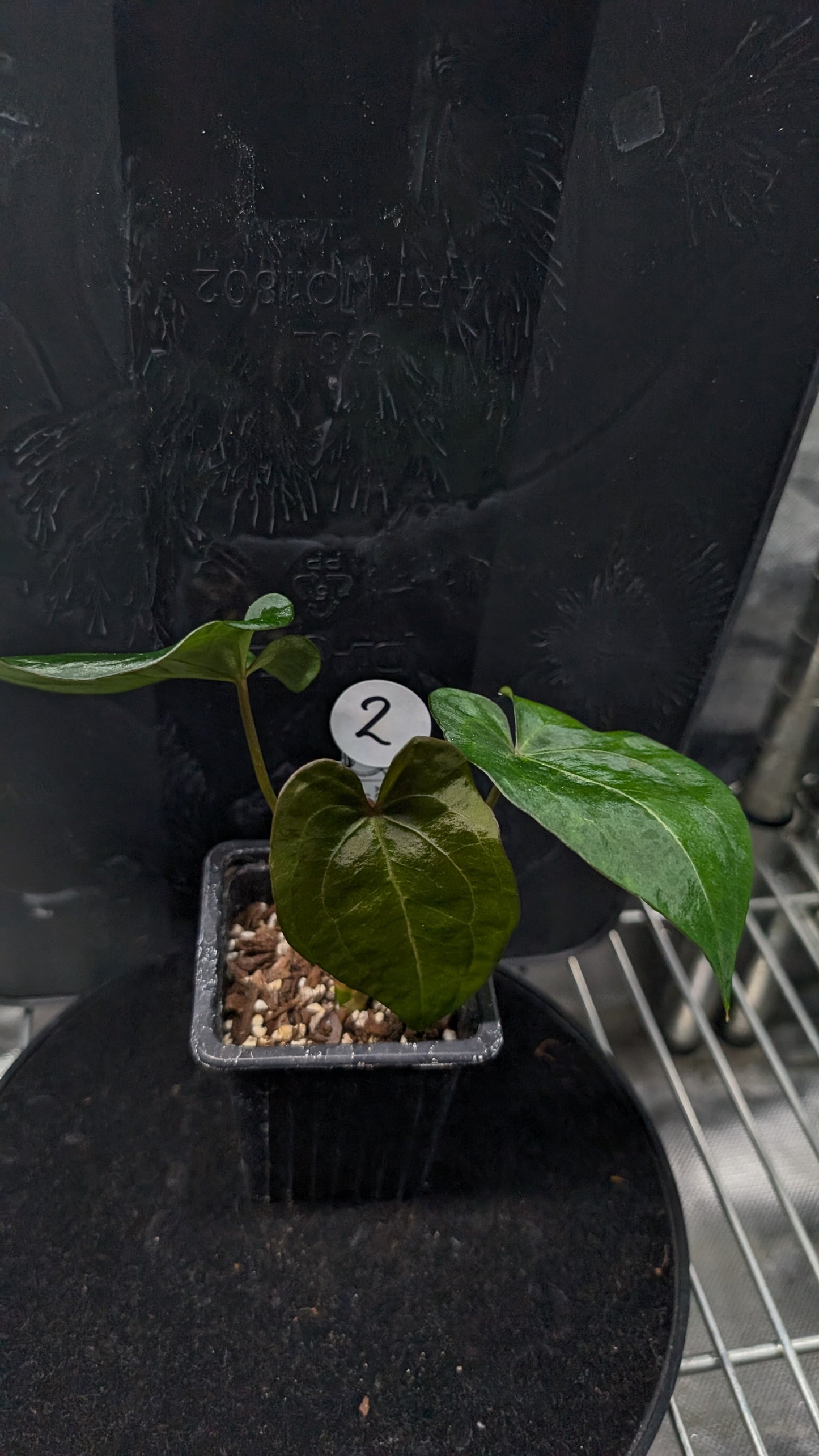 Anthurium Ace of Spagetii F2 (Ace of Spades x Forgetii) F2