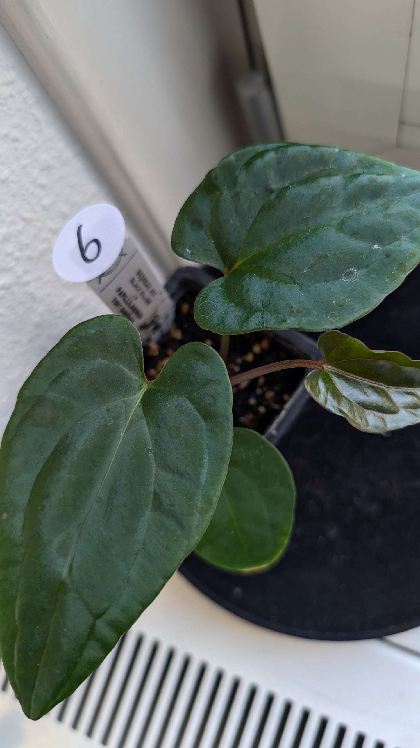 Anthurium Besseae aff 'Black Pillow' x Papillilaminum 'Fort Sherman' seedlings