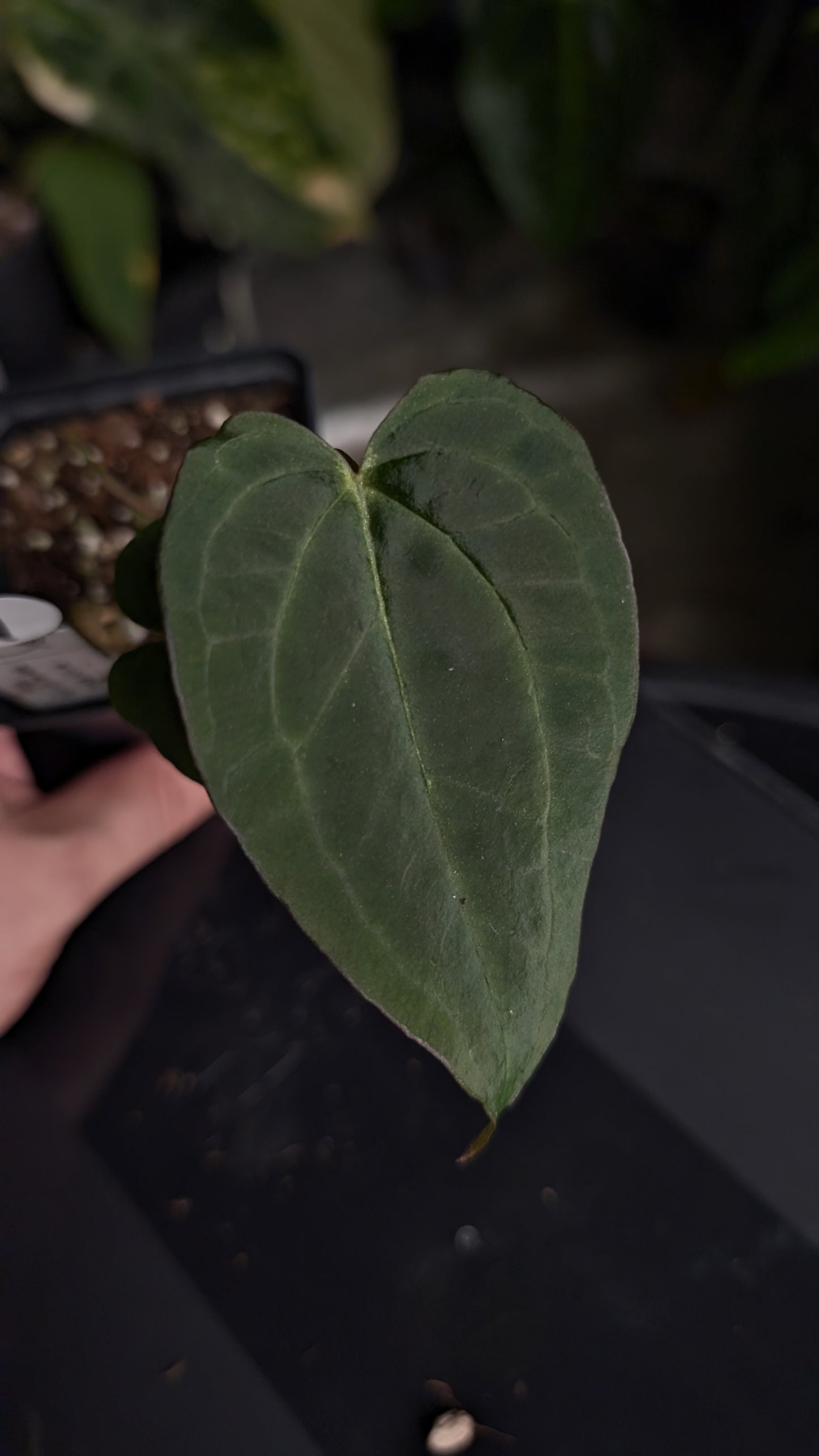 Anthurium Black Widow 43 x Red Velvet Cake 24 'Gomez' Clone