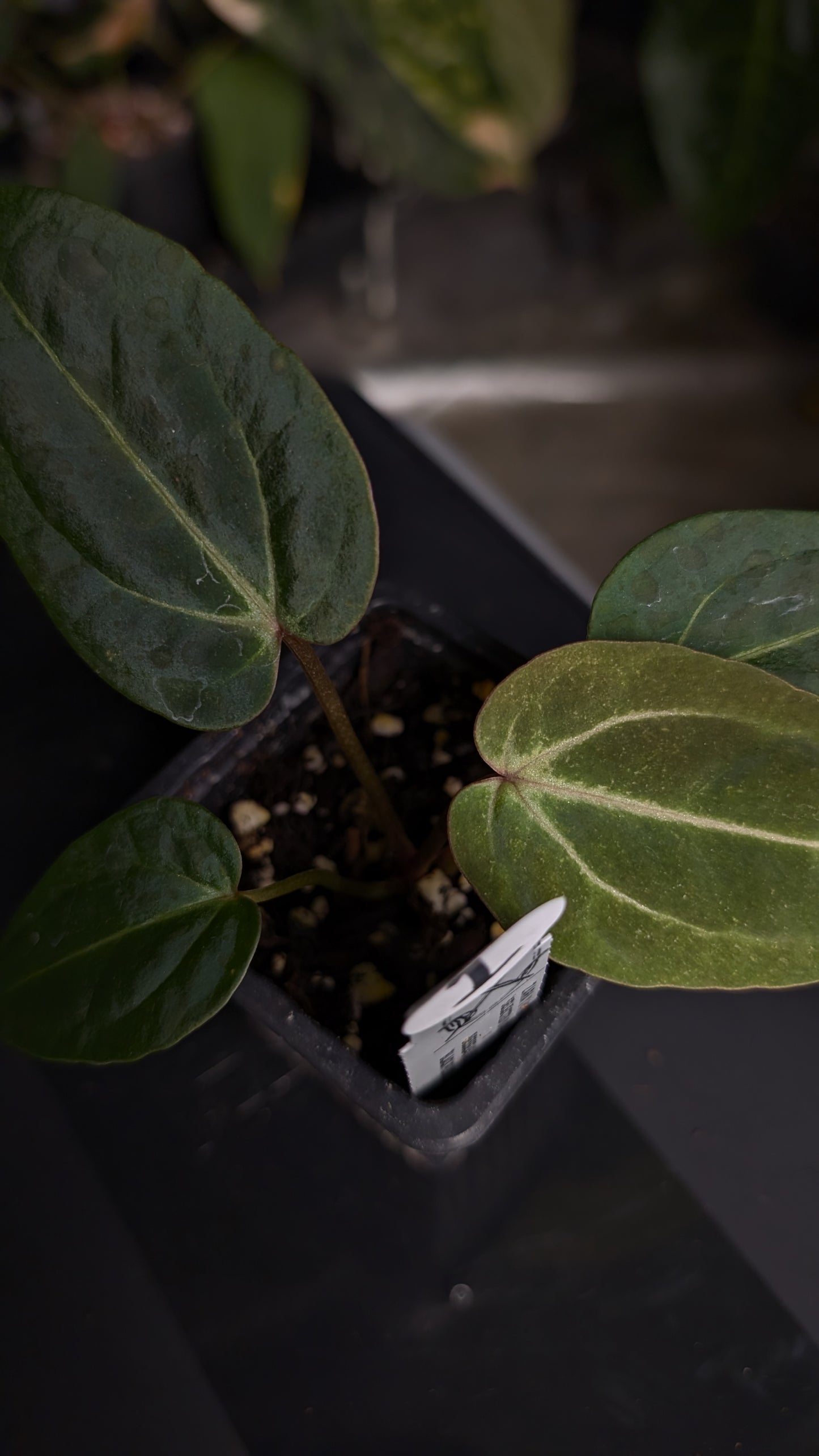 Anthurium Doc Block Zara x Michelle 'Selected Dark Form' x Besseae aff. 'Black Pillow'