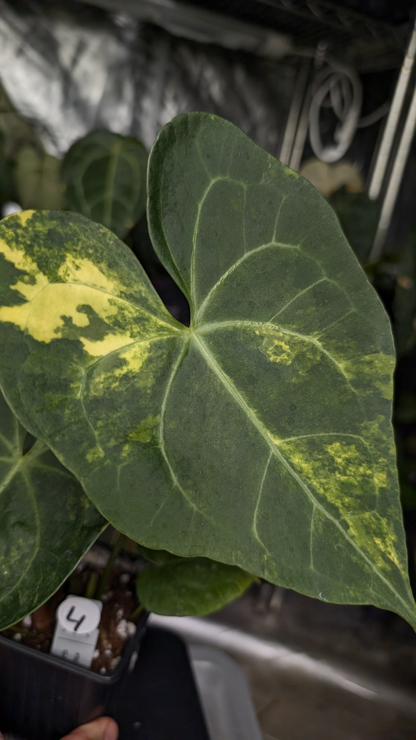 Variegated Anthurium Pterodactyl variegata x Clarinervium