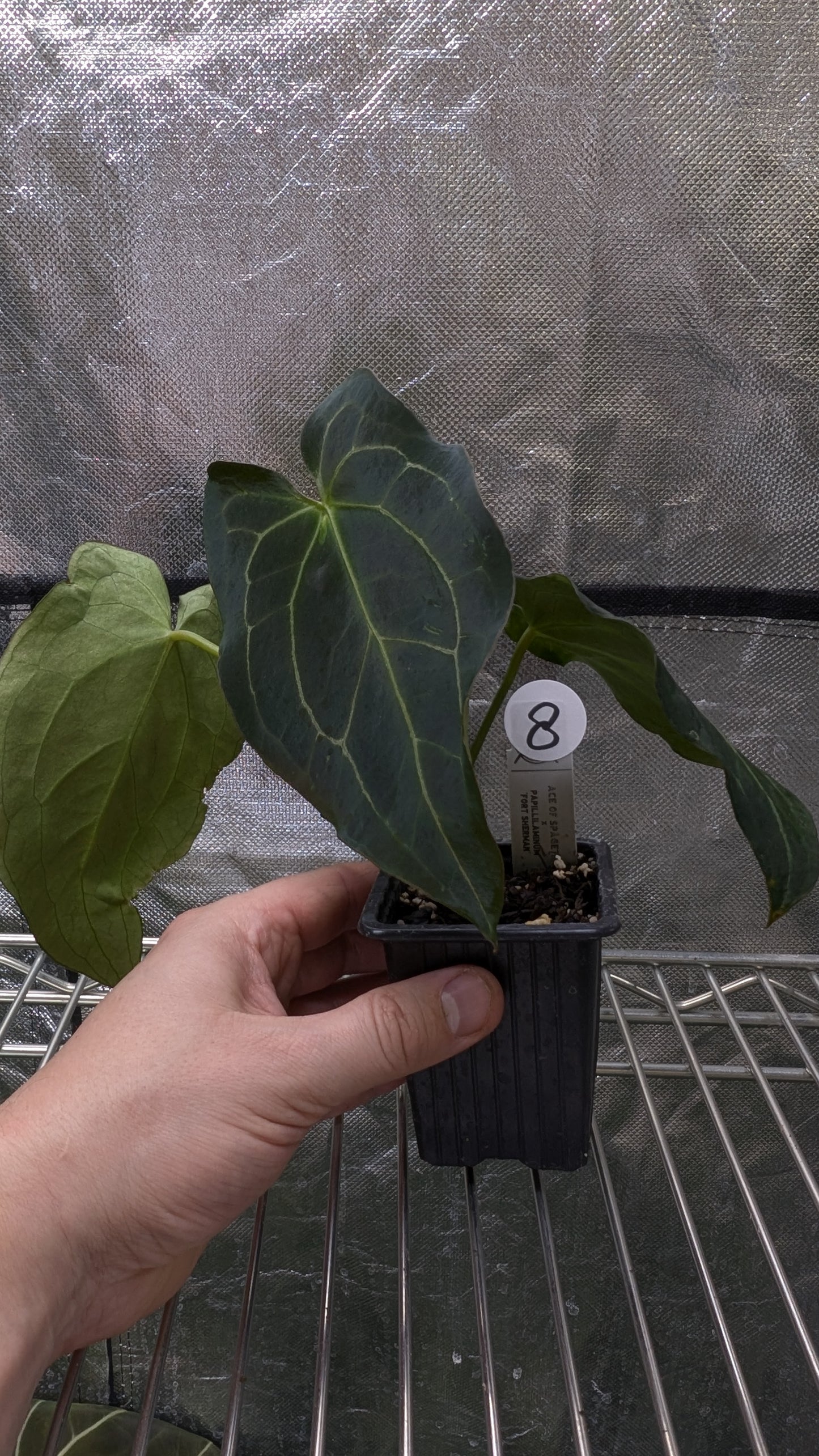 Anthurium Ace of Spagetii x Papillilaminum 'Fort Sherman'