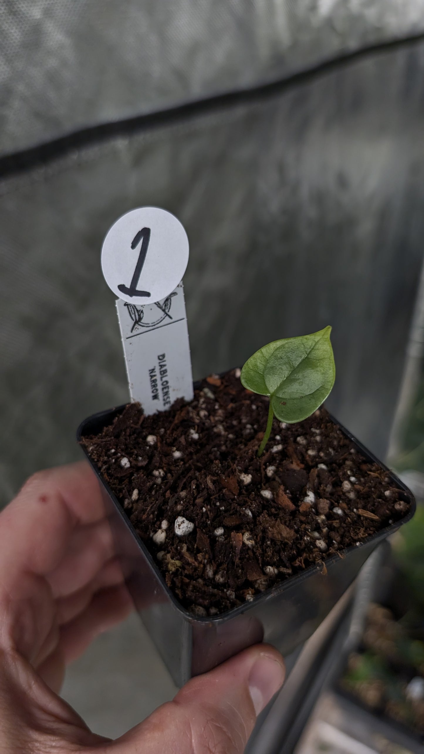 anthurium diabloense Anthurium Diabloense clone