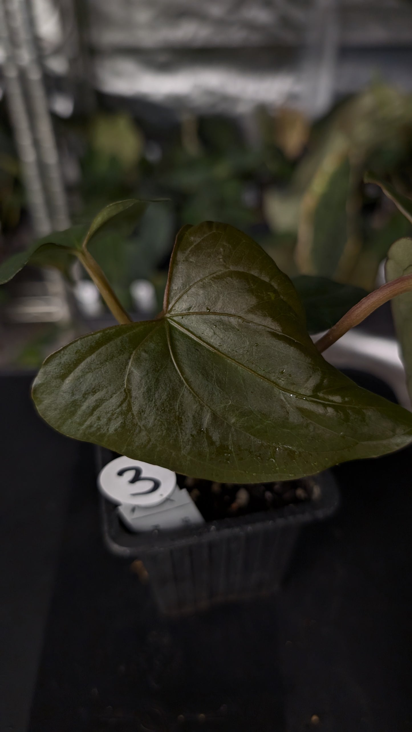 Anthurium Sp. Silver Peru Wide Sinus x Papillilaminum 'Fort Sherman'