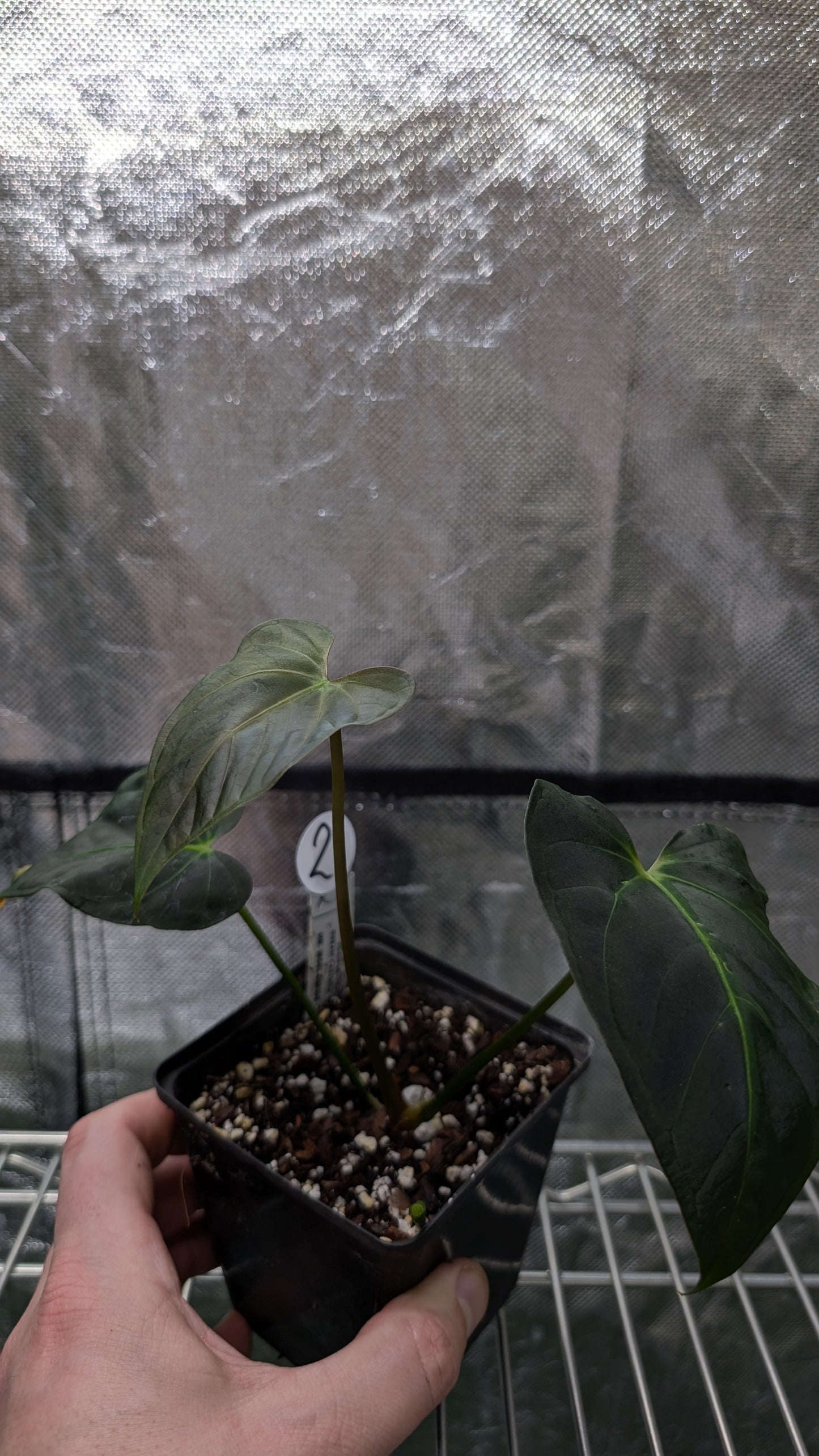 Anthurium Regale 'Dream Catcher' x Mr. Worldwide