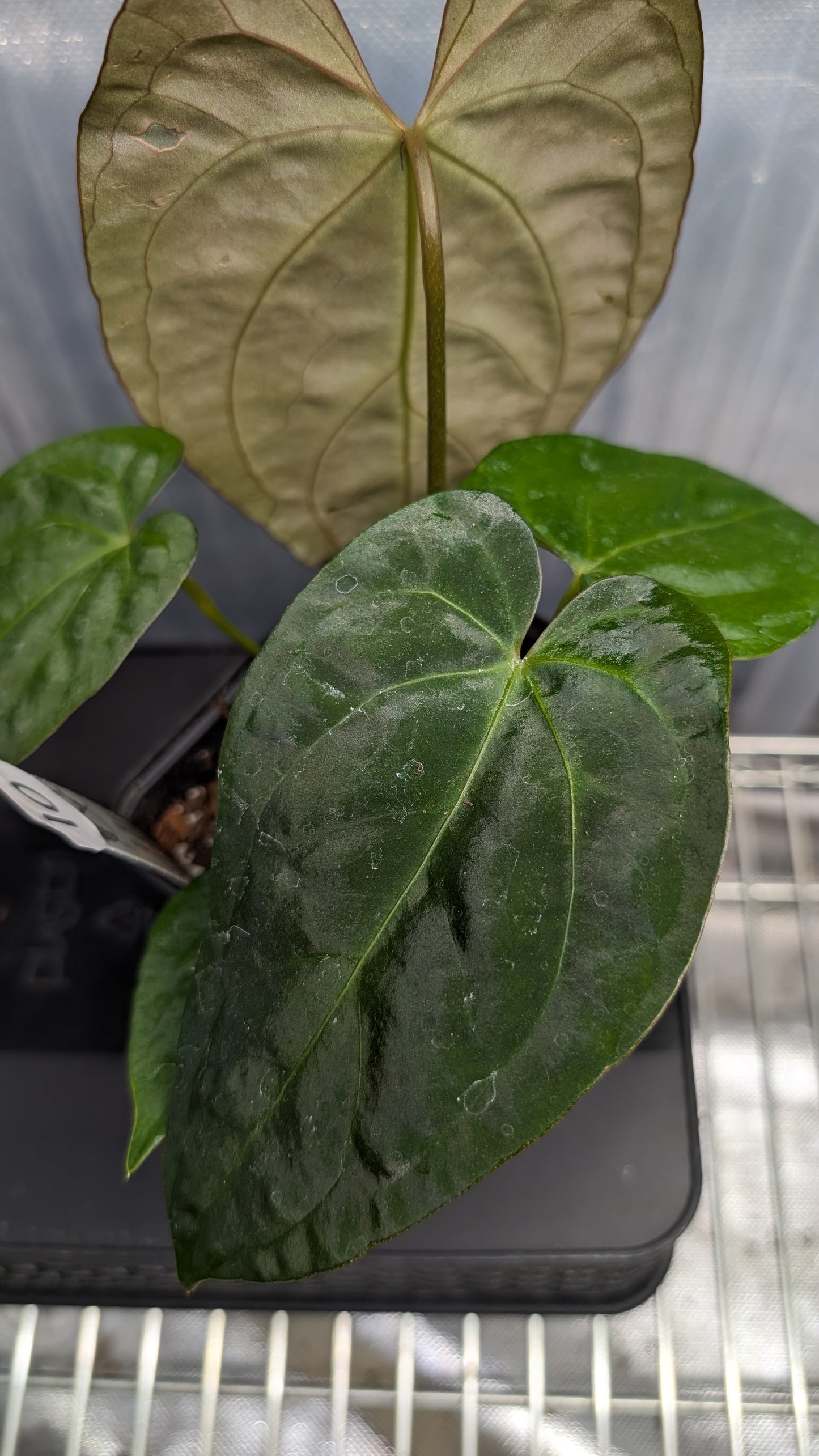 Anthurium Silver Blush Mint variegated x Papillilaminum 'Daniel'