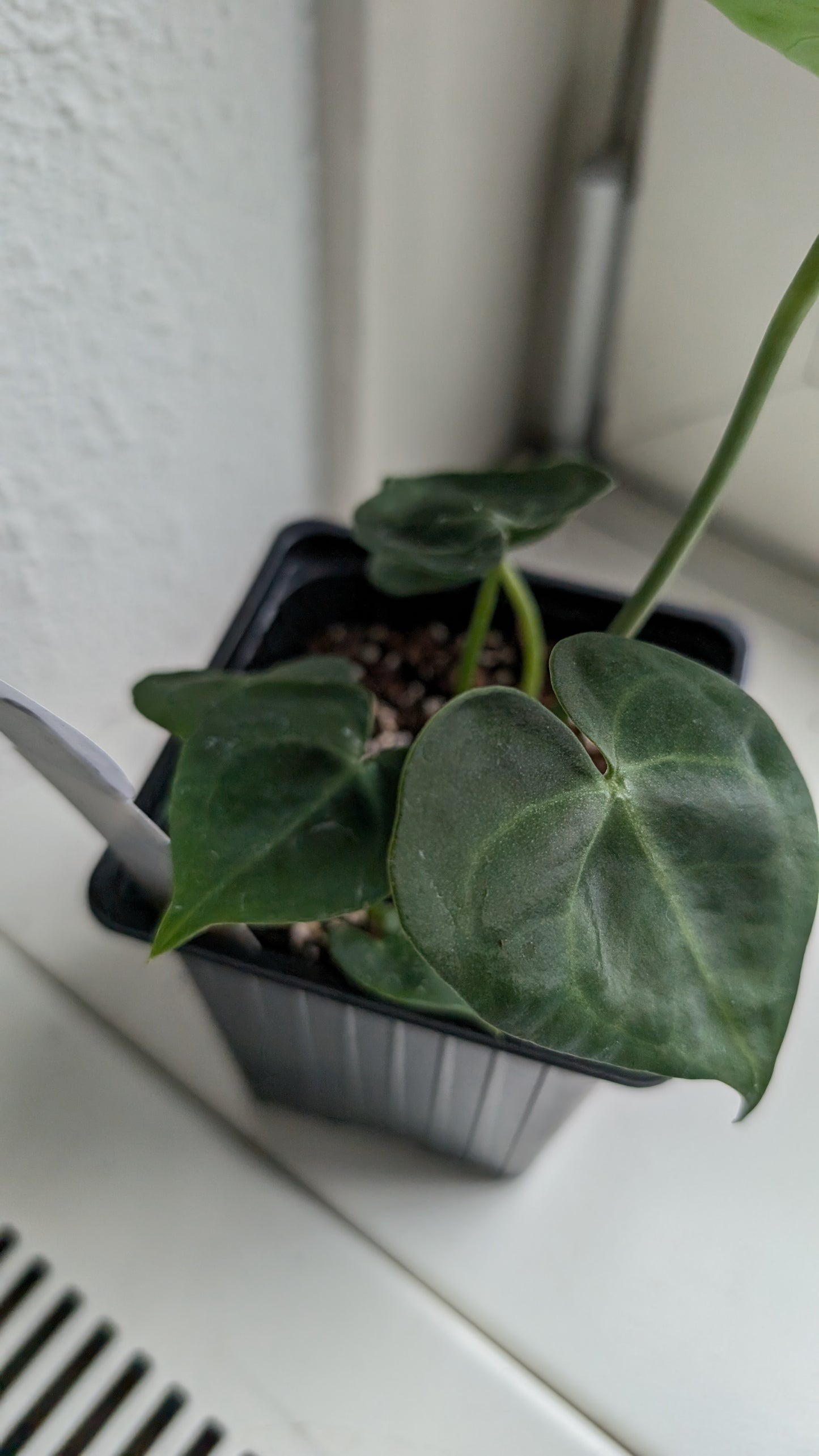 Anthurium Clarinervium x Berriozabalense x self