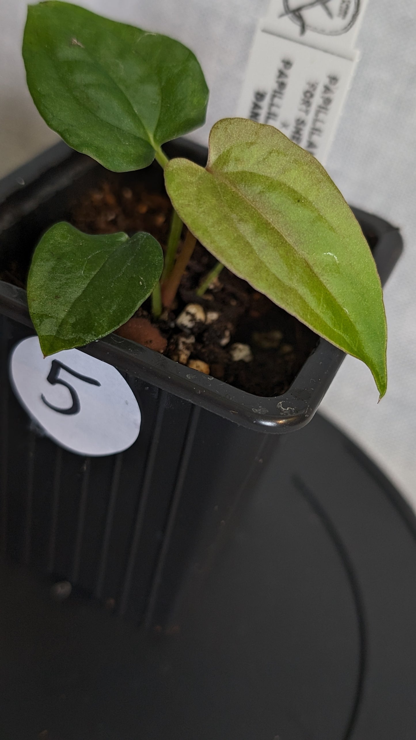 Anthurium Papillilaminum 'Fort Sherman' x Papillilaminum 'Daniel' - Big Seedling