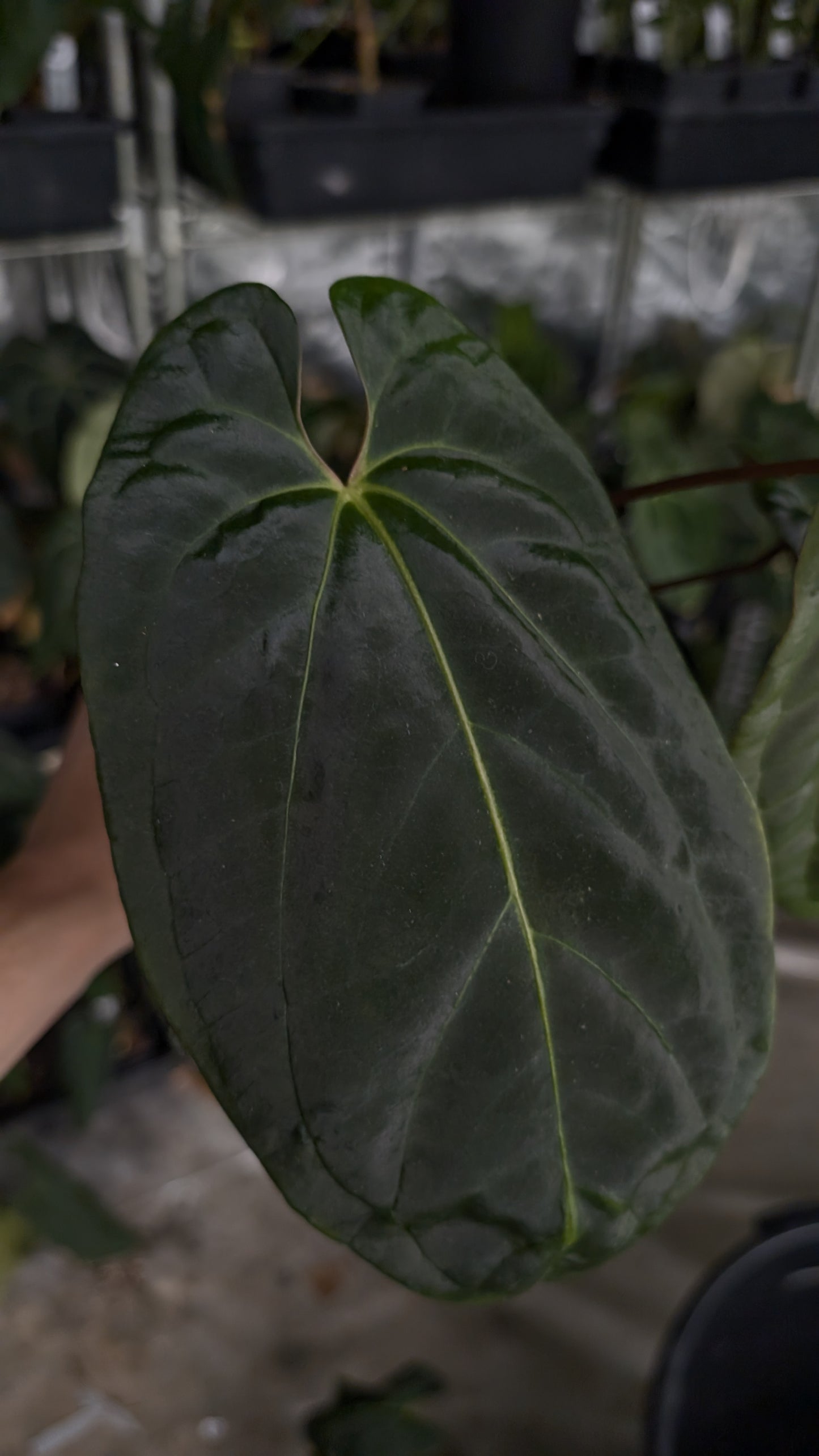 Anthurium Besseae aff 'Black Pillow' x Papillilaminum 'Fort Sherman'