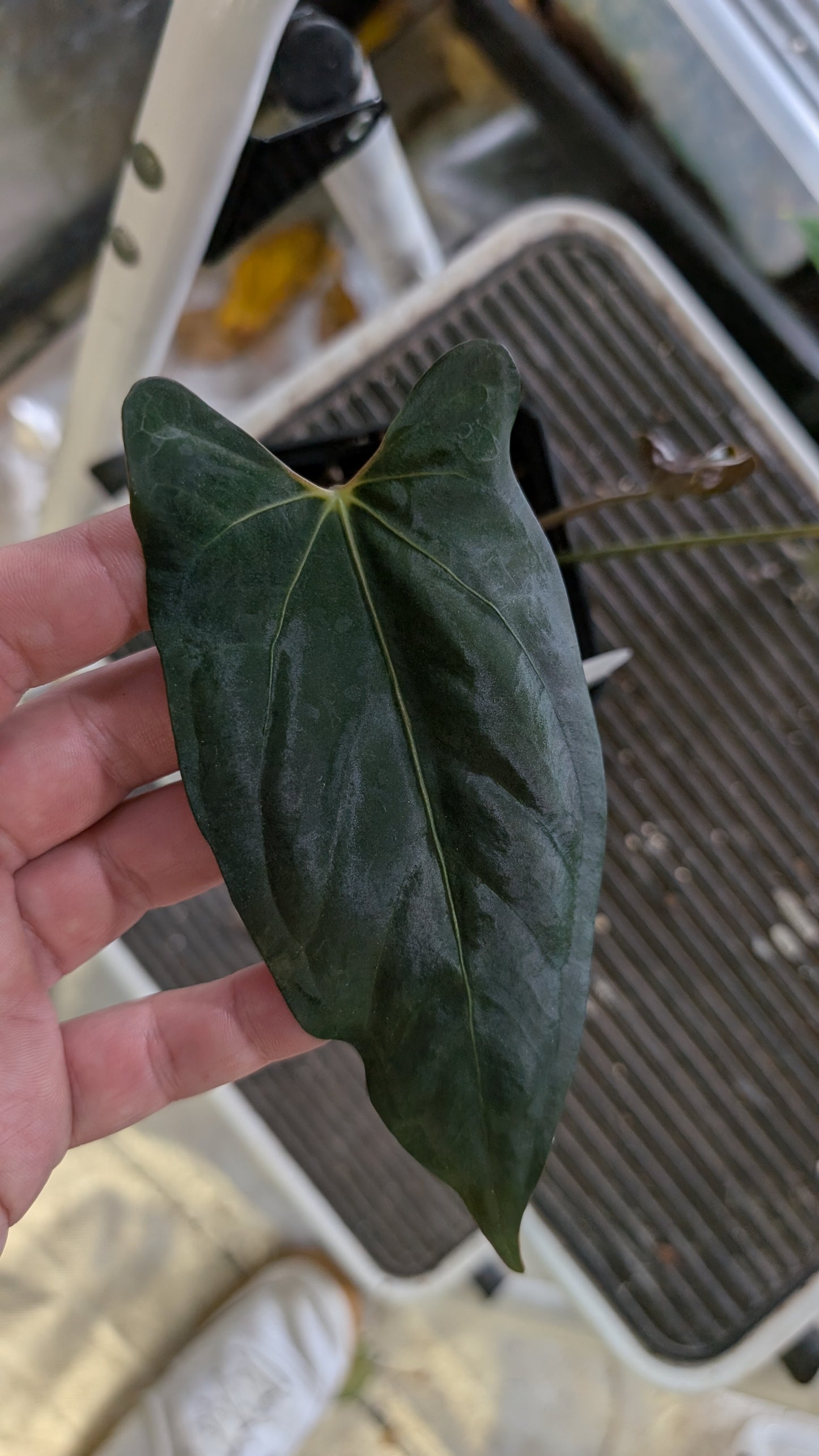 Anthurium Papillilaminum 'Fort Sherman' x Mr. Worldwide