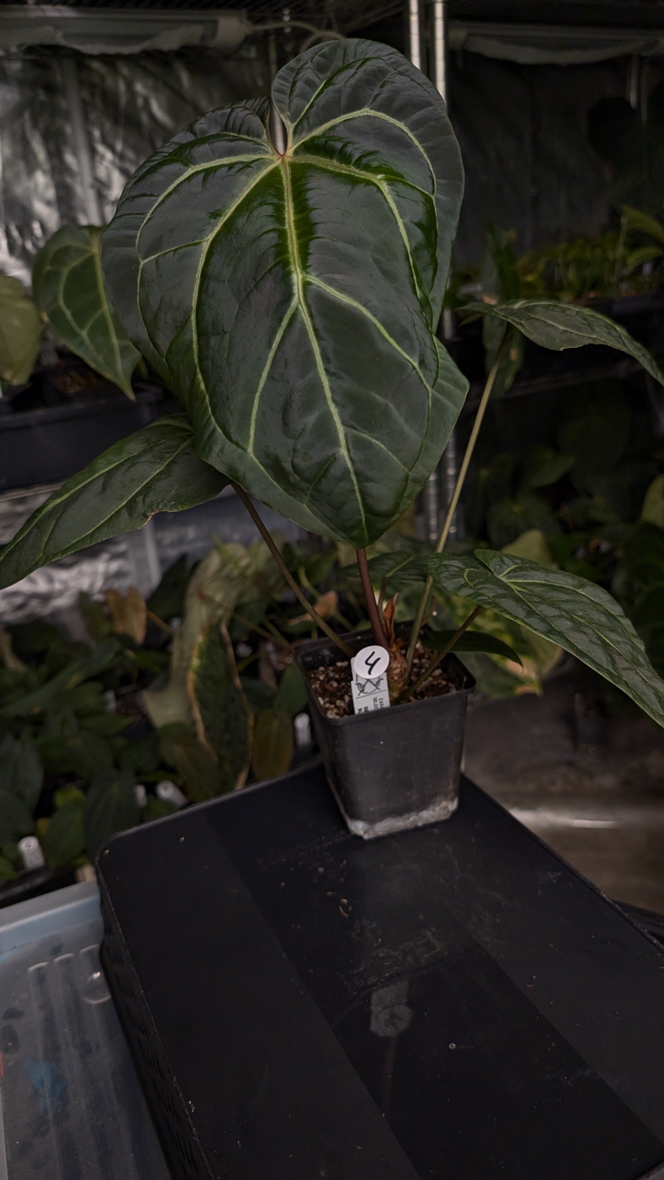 Anthurium Doc Block Zara x Michelle 'Selected Dark Form' x Besseae