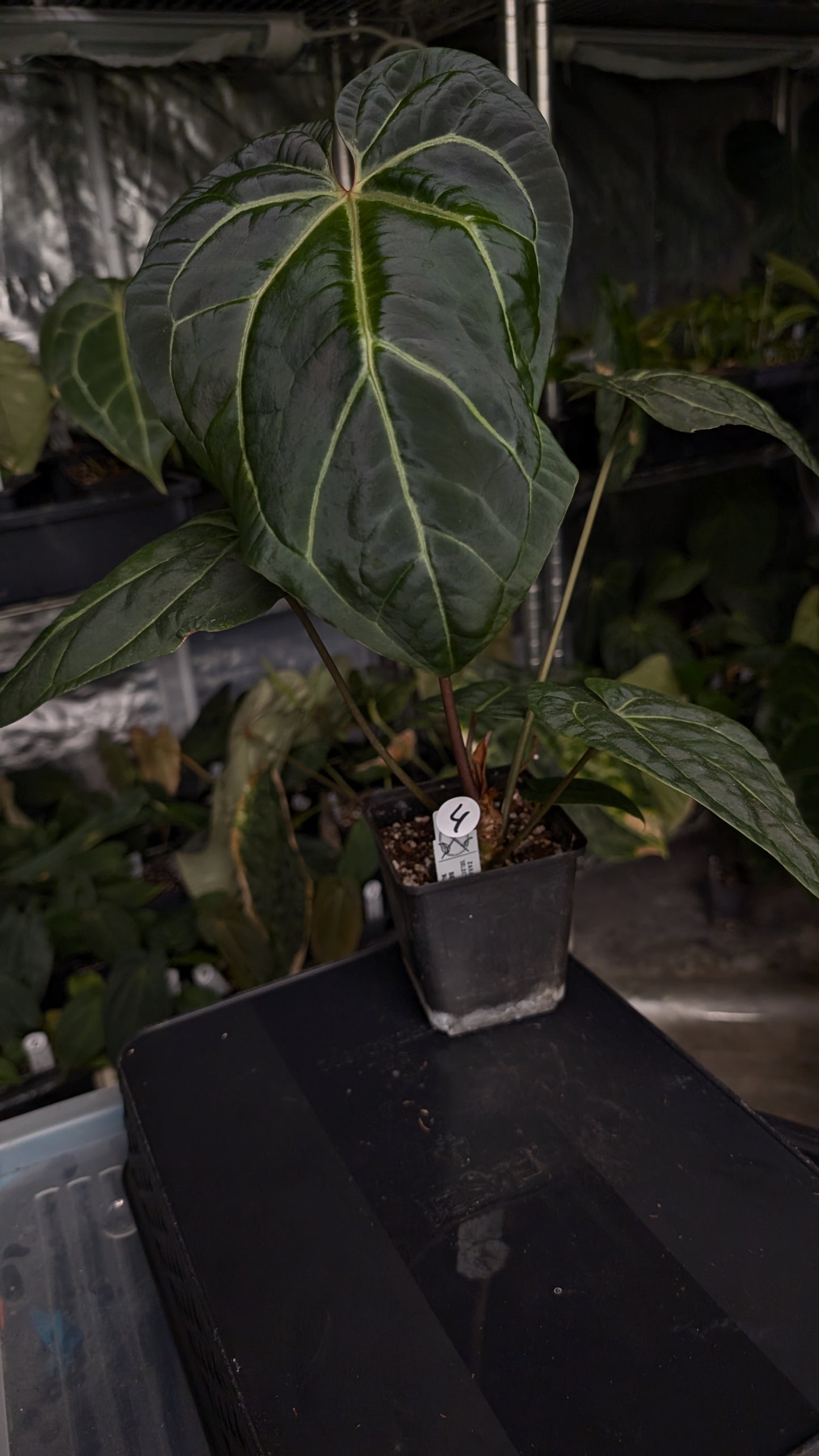 Anthurium Doc Block Zara x Michelle 'Selected Dark Form' x Besseae aff. 'Black Pillow'