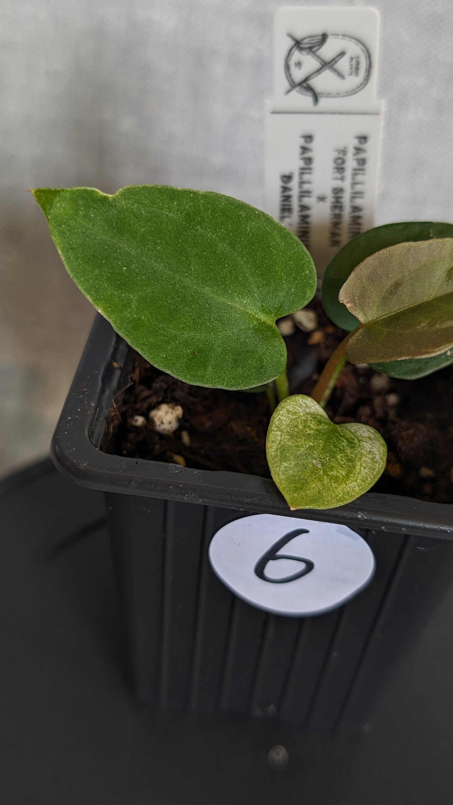 Anthurium Papillilaminum 'Fort Sherman' x Papillilaminum 'Daniel' - Big Seedling