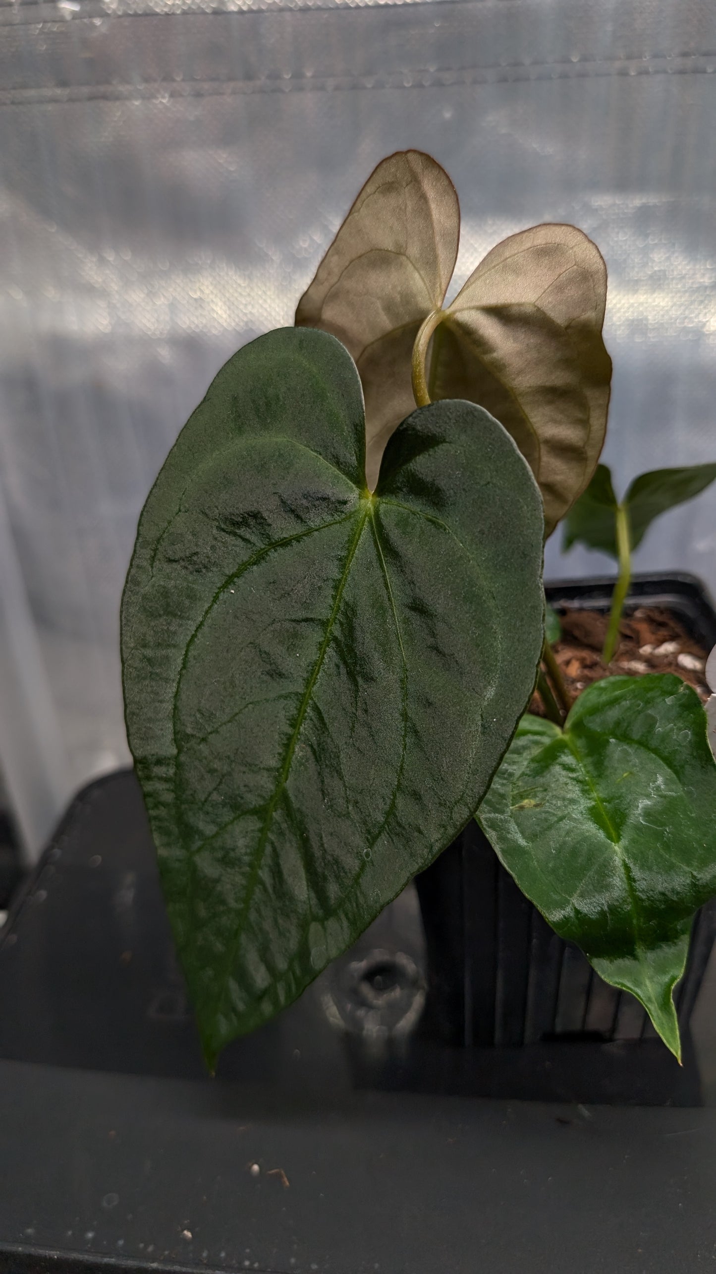 Anthurium Silver Blush Mint variegated x Papillilaminum 'Daniel'