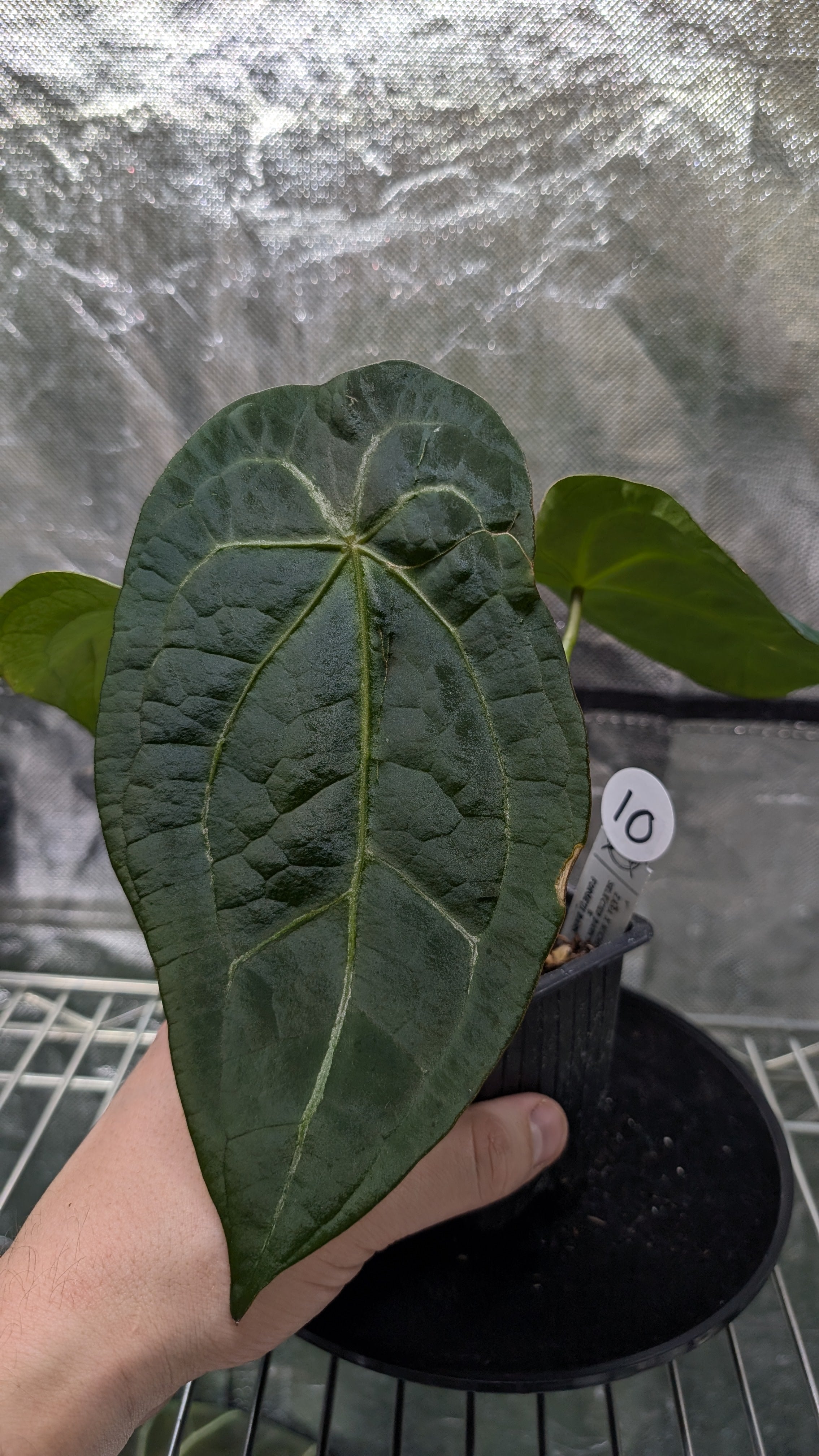 超希少  黒壺 インディアローズ　フルーツソーサー13cm 4個 Anthurium Doc Block Zara x Michelle 'selected dark form' x