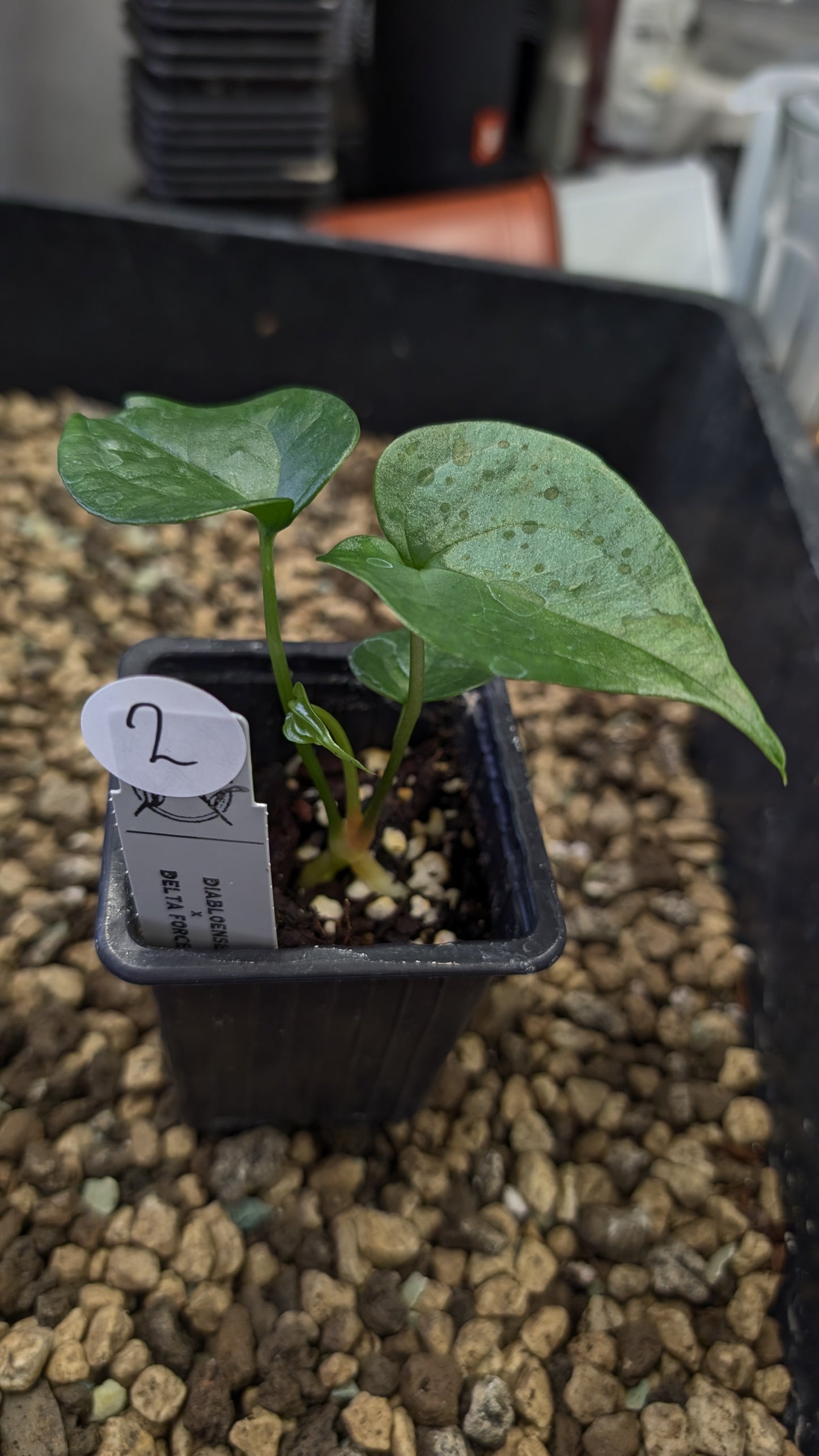 Anthurium Diabloense 'narrow' x Delta Force