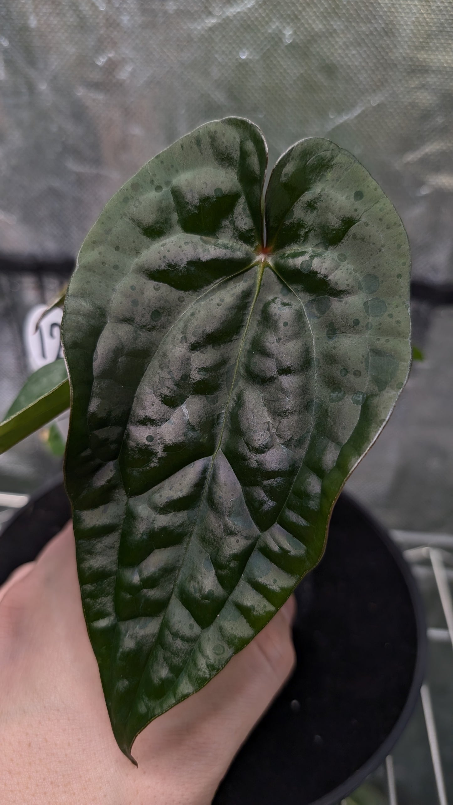 Anthurium 'Ace of Spagetii' x Luxurians