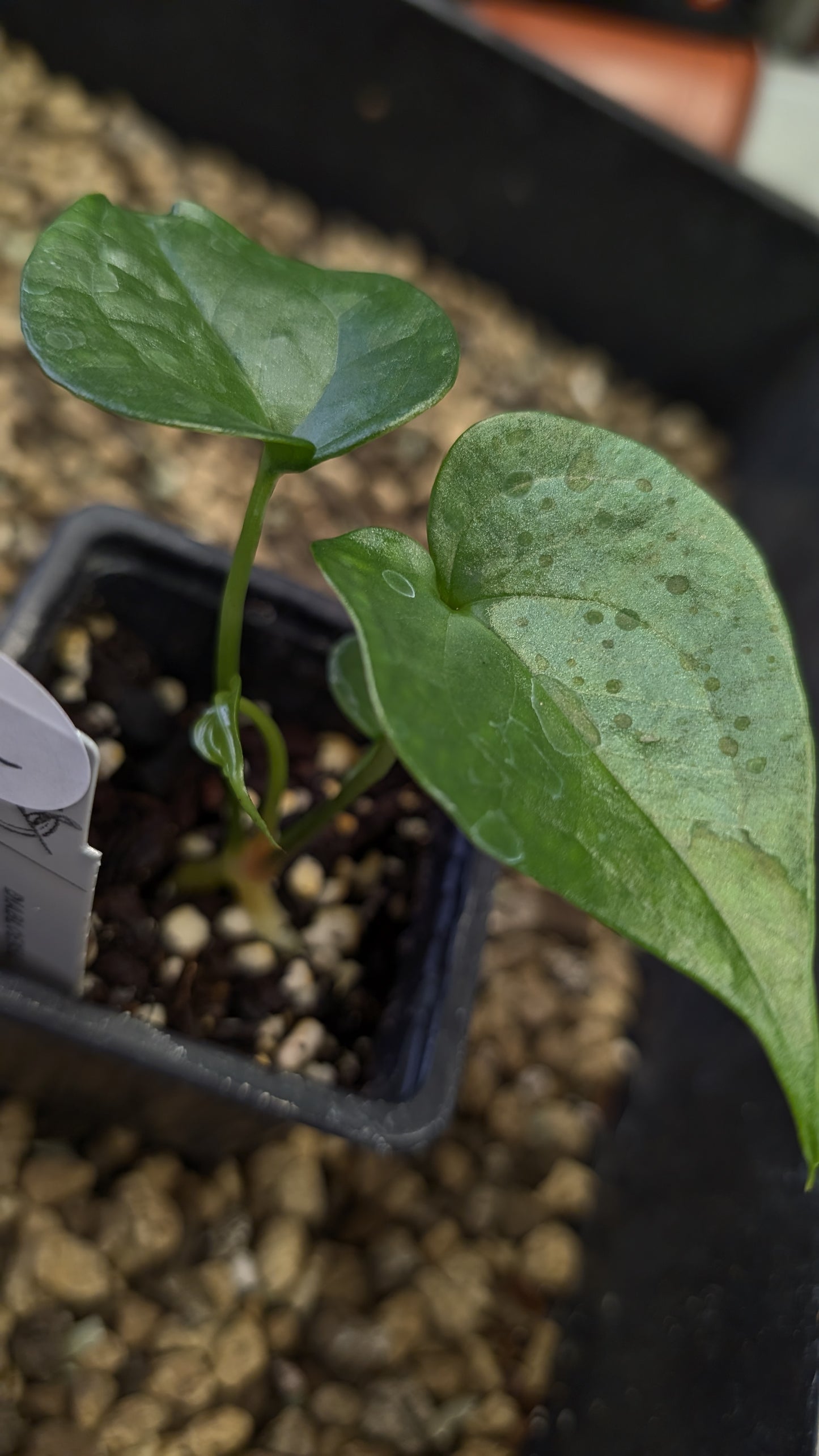 Anthurium Diabloense 'narrow' x Delta Force