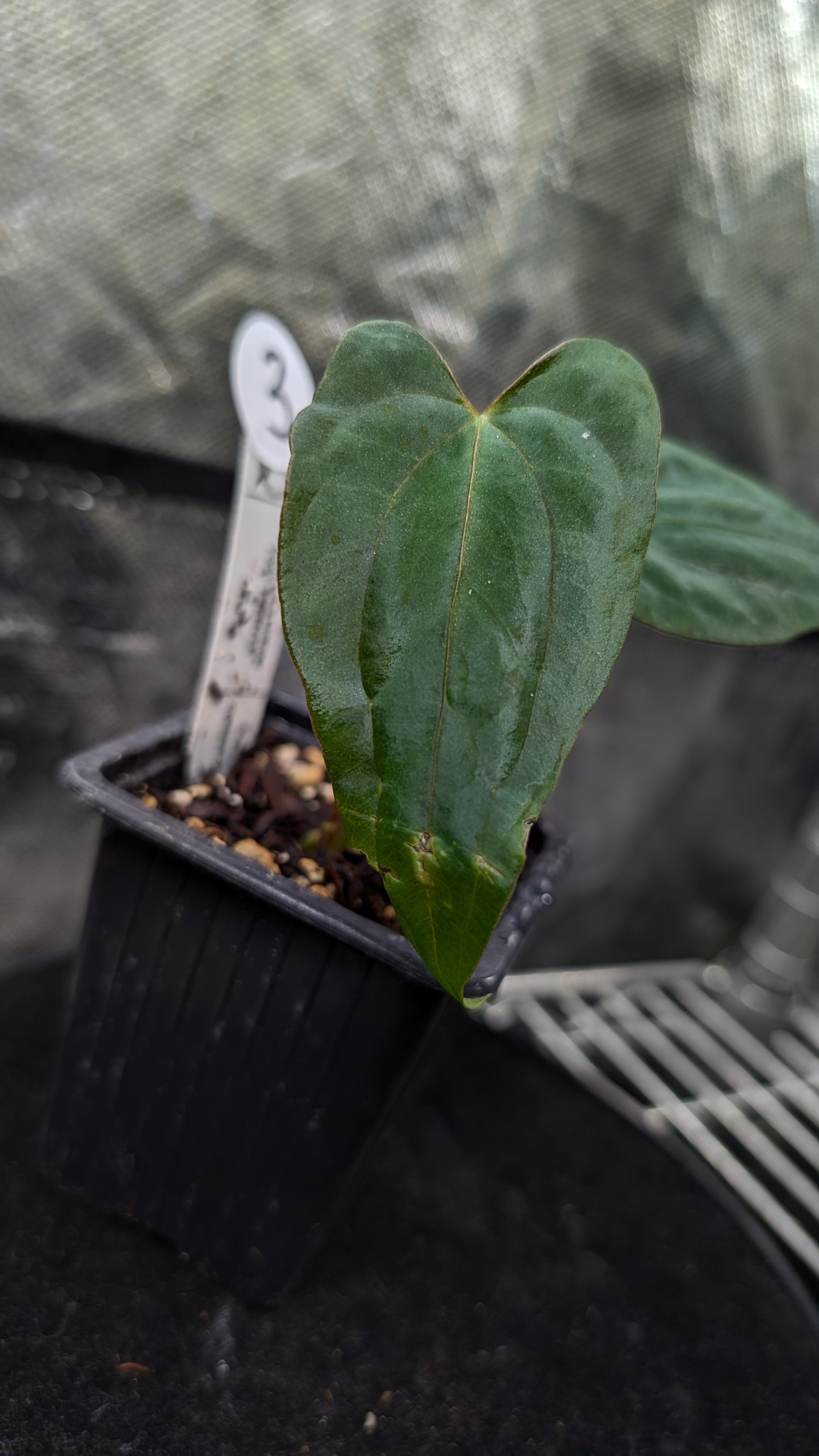 Anthurium Papillilaminum 'Fort Sherman' – Curious Plants