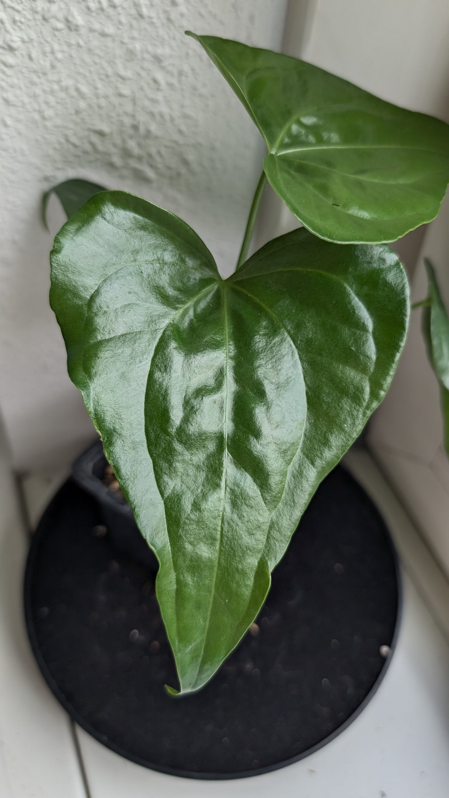 Anthurium Pterodactyl x self