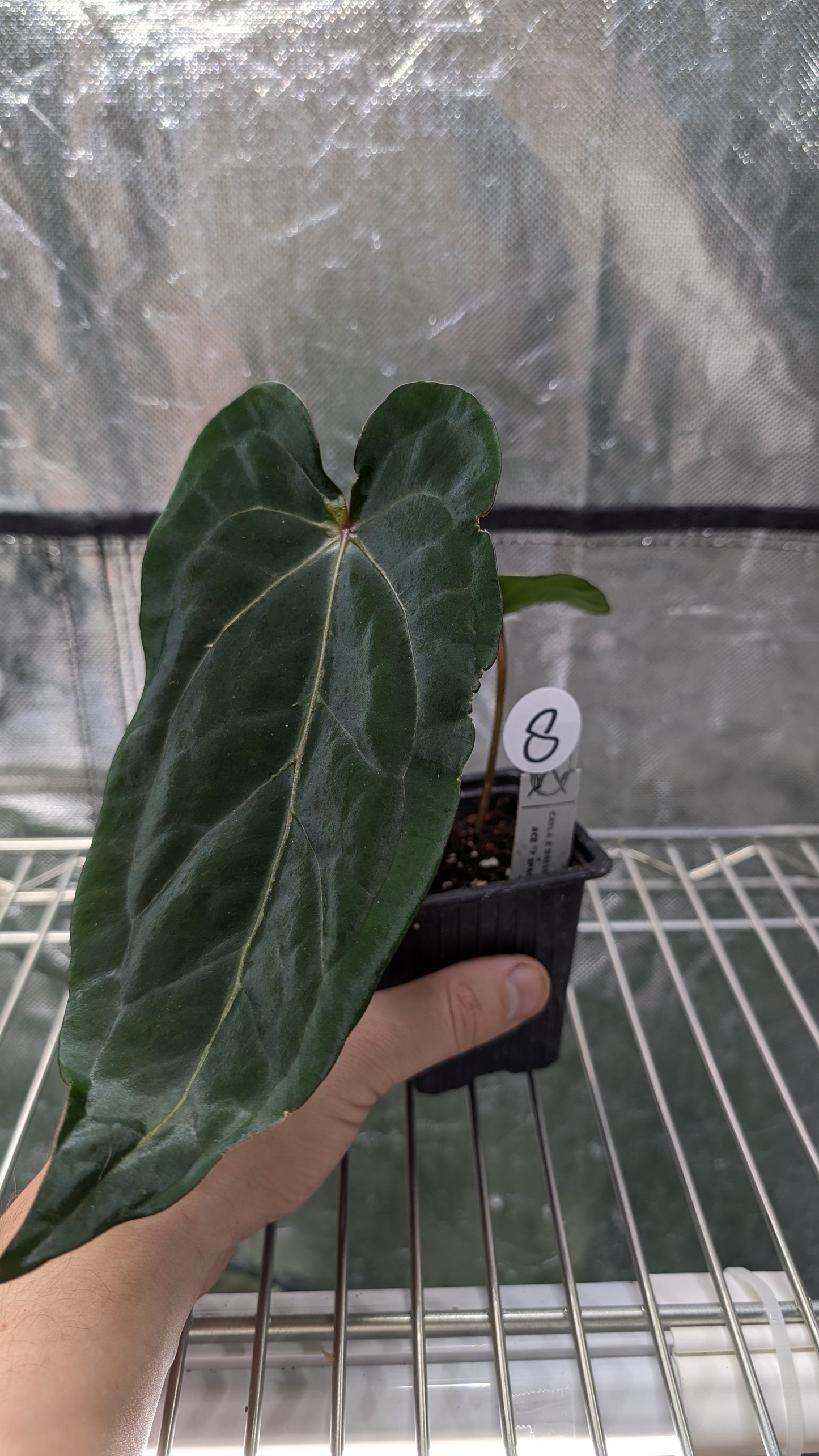 Anthurium (Carlablackiae x Dressleri Rio Guanche) X 'Ace of Spagetii'