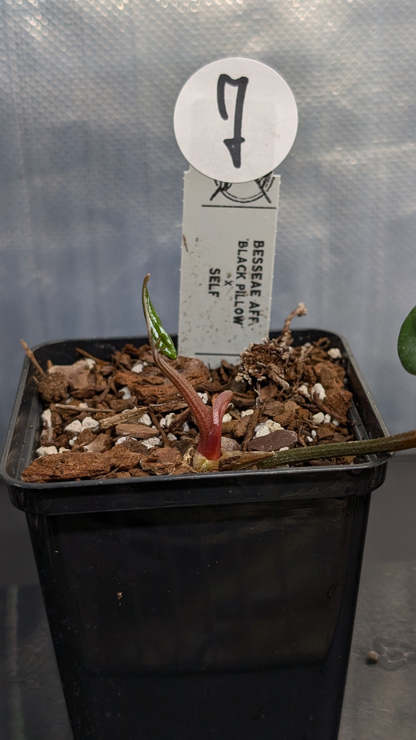 Anthurium Besseae aff. 'Black Pillow'