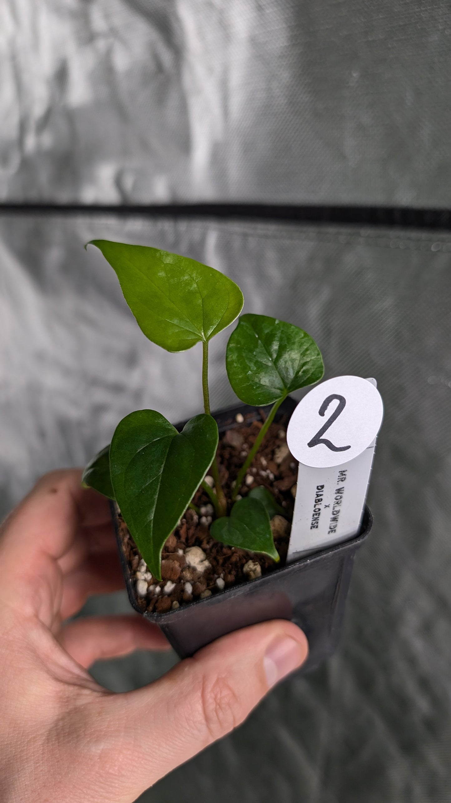 Anthurium 'Mr Worldwide' x Diabloense