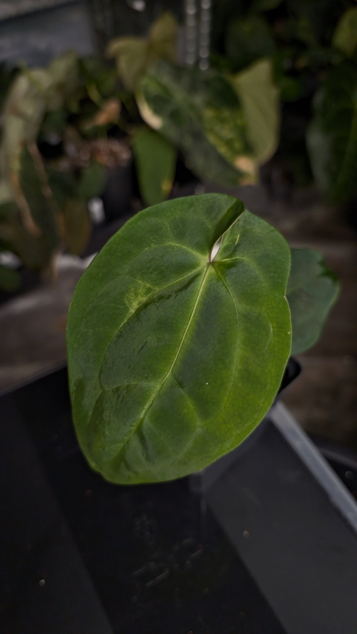 Anthurium [Besseae aff. x Forgetii dark] x BVEP Round x Felix