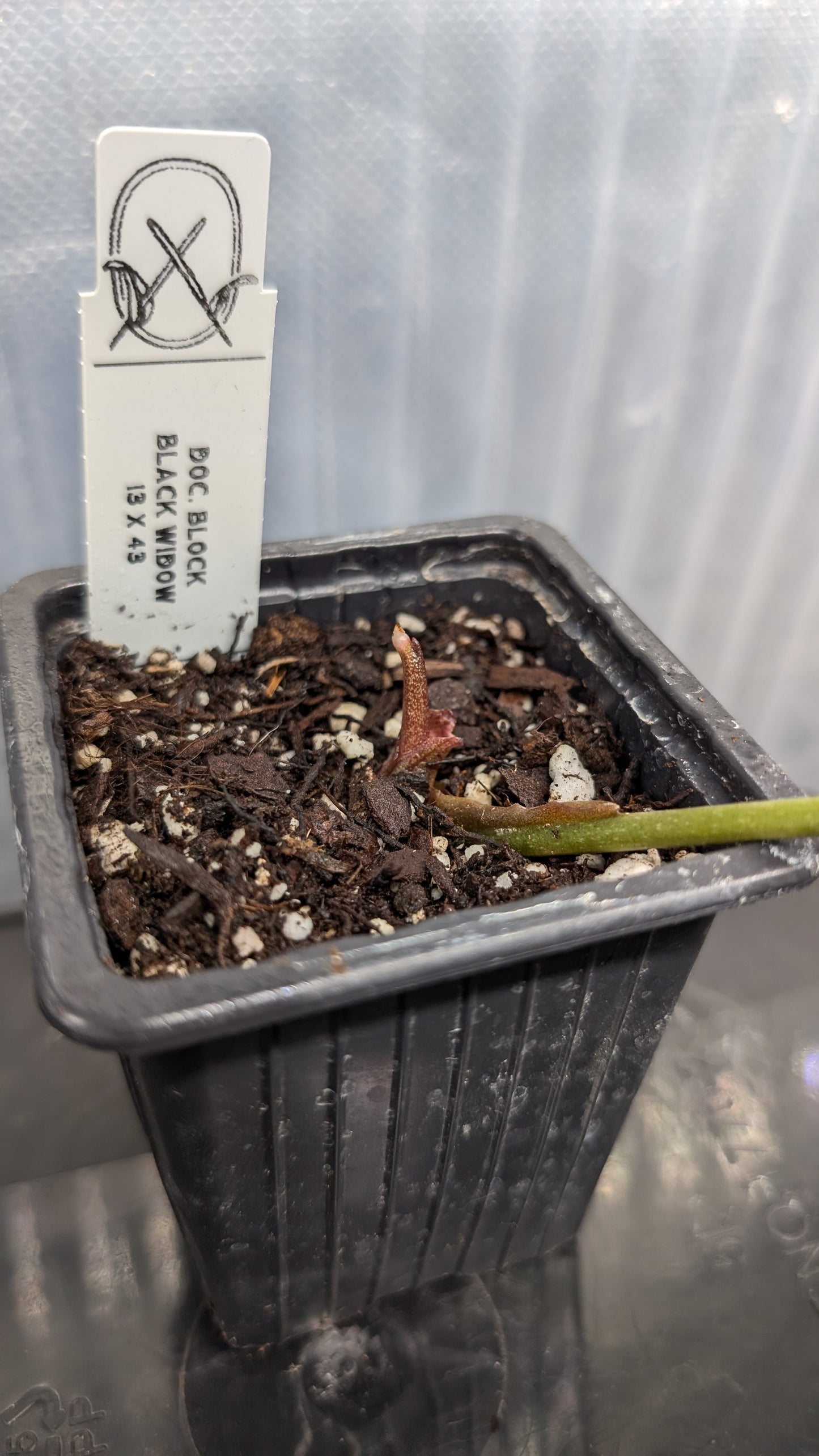 Anthurium Black Widow 13 x 43 clone