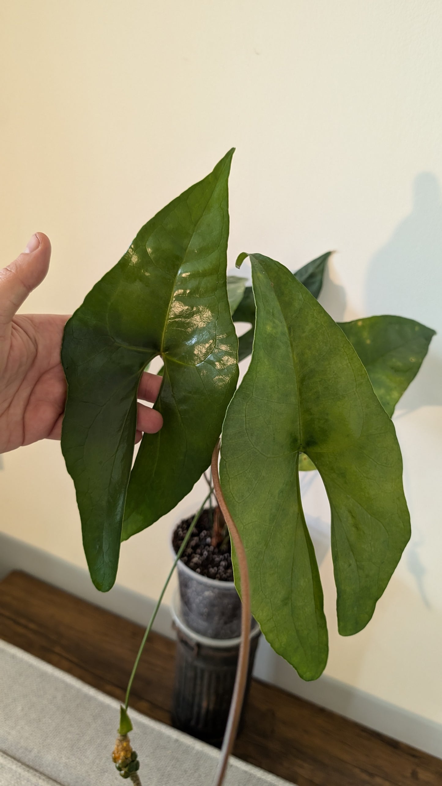 Anthurium Diabloense 'narrow' x Delta Force