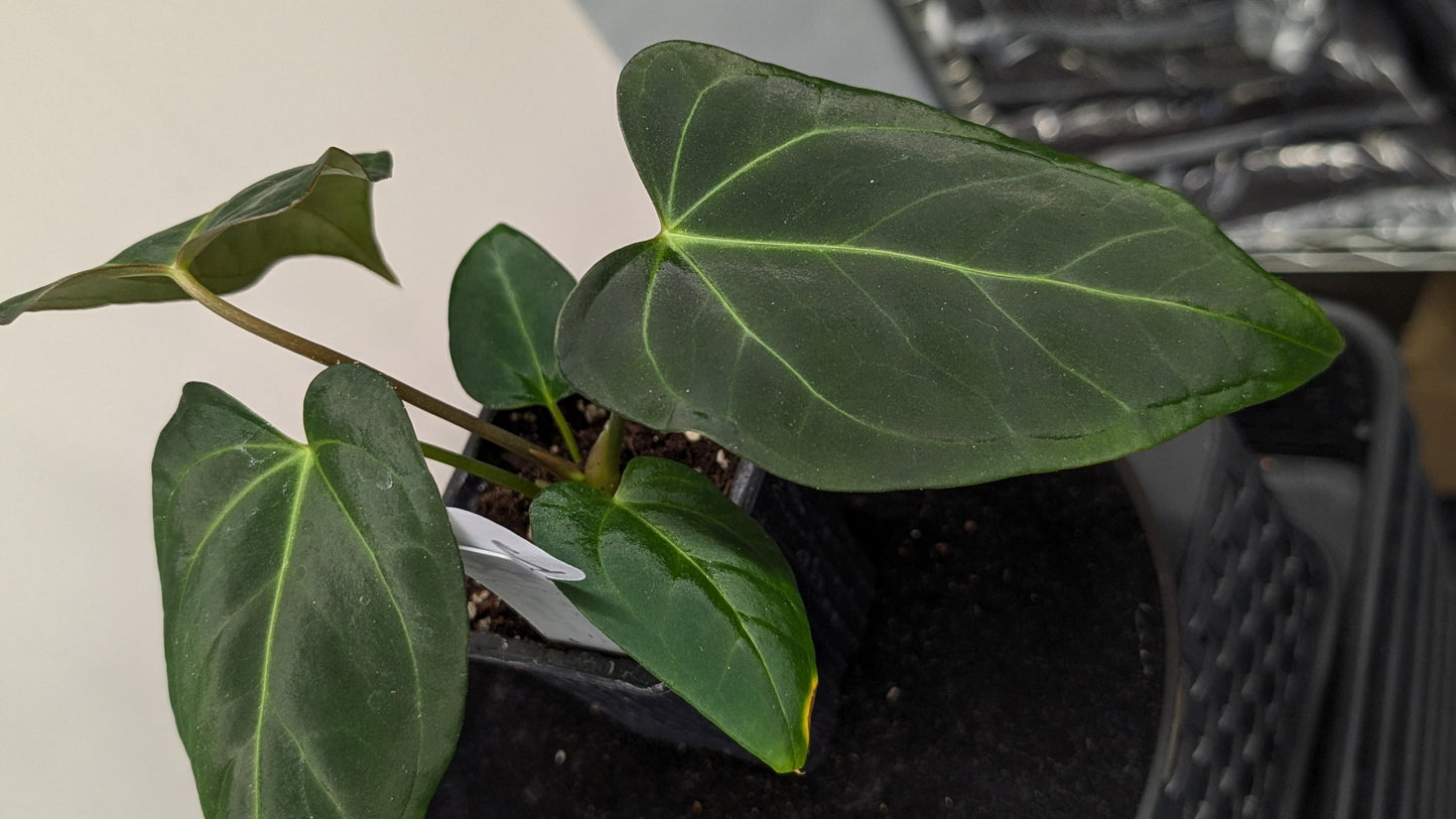 Anthurium Regale 'Dream Catcher' x Mr. Worldwide